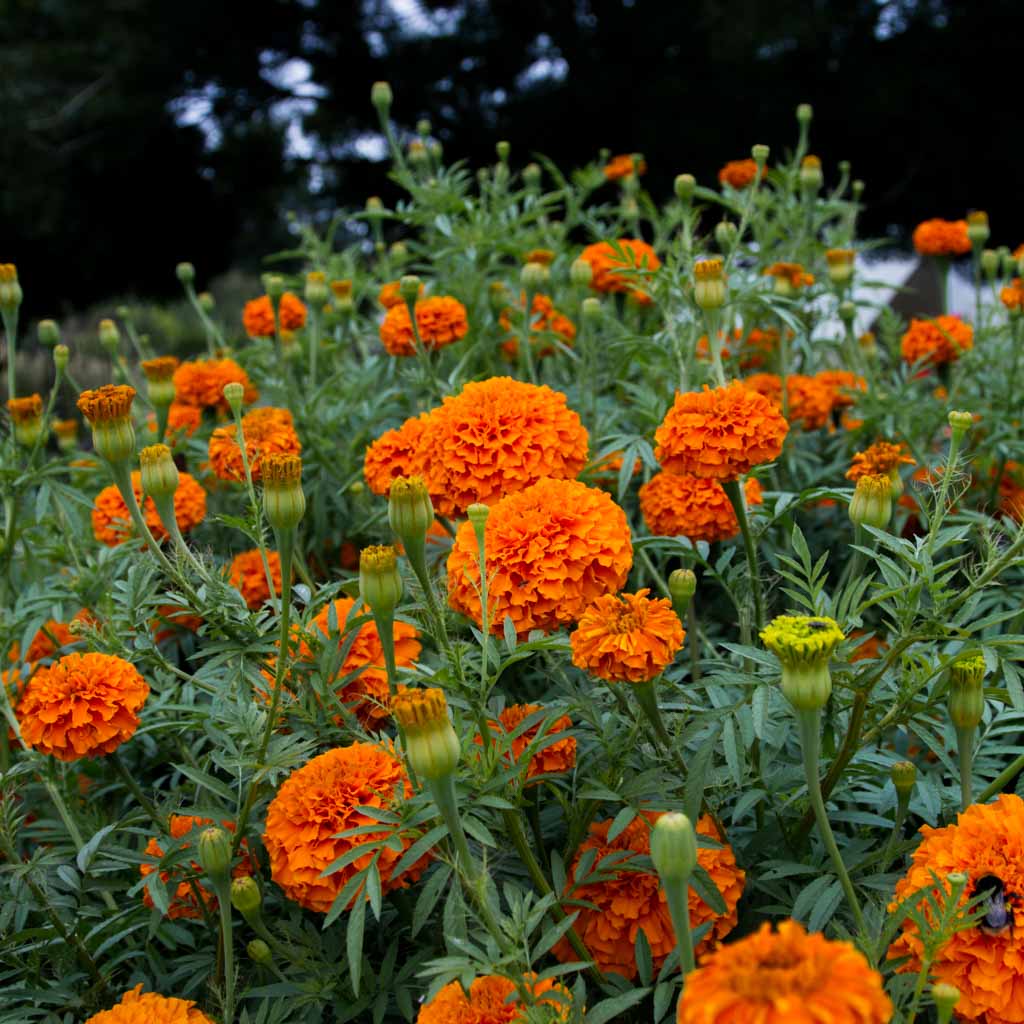 Marigold - Giant Orange