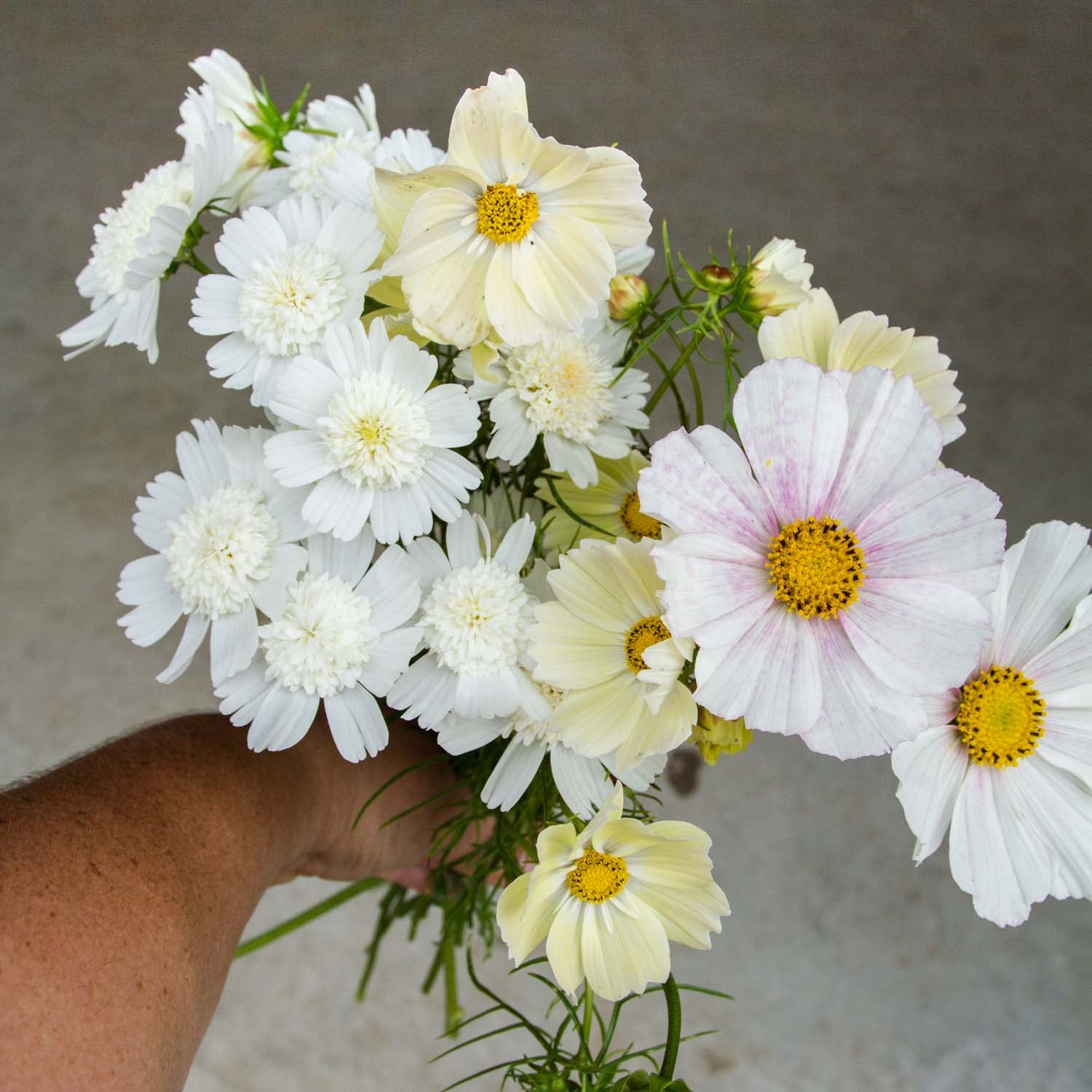 GROW Flowers for Event Florists -- Sunday 11 August 2024