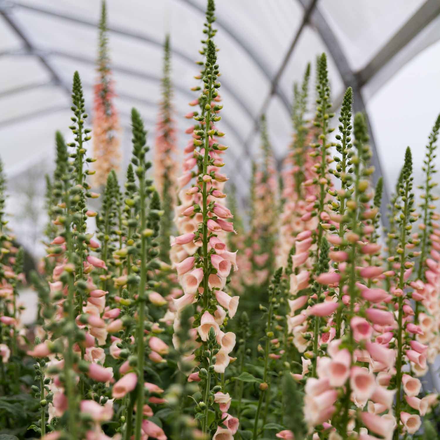 GROW Flowers for Event Florists -- Sunday 11 August 2024