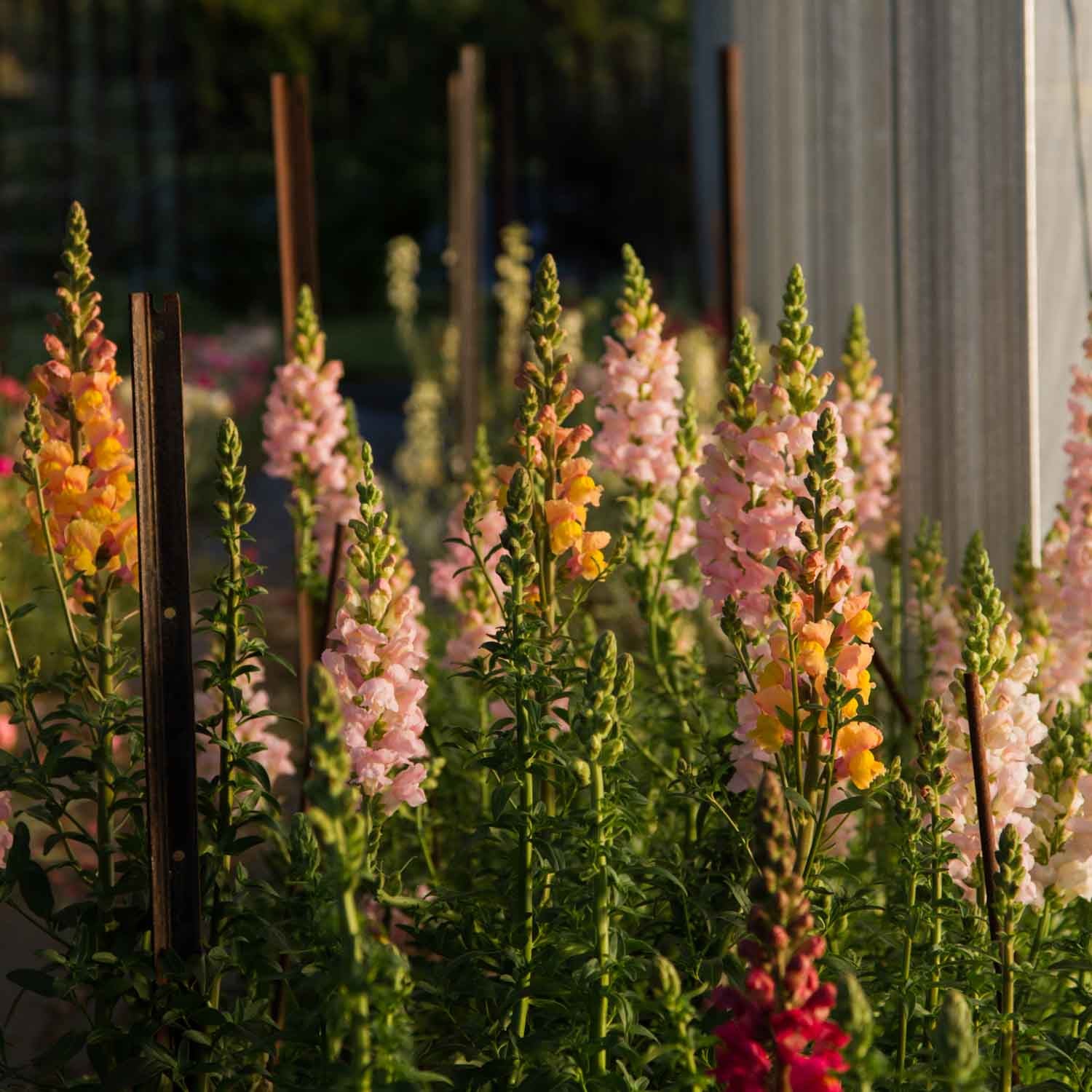 GROW Flowers for Retail Florists - Saturday 10 August