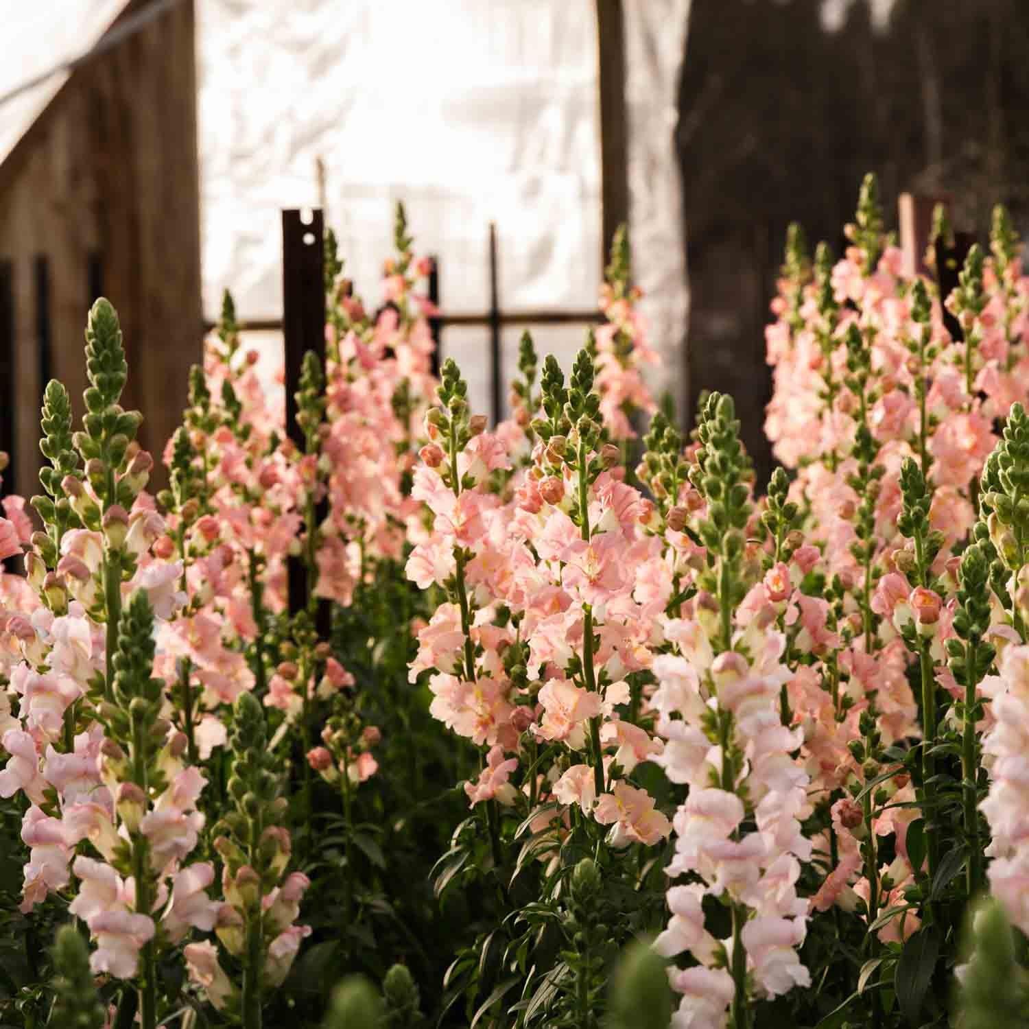 MASTERING: Spring Flowers -- Saturday 20 Janurary