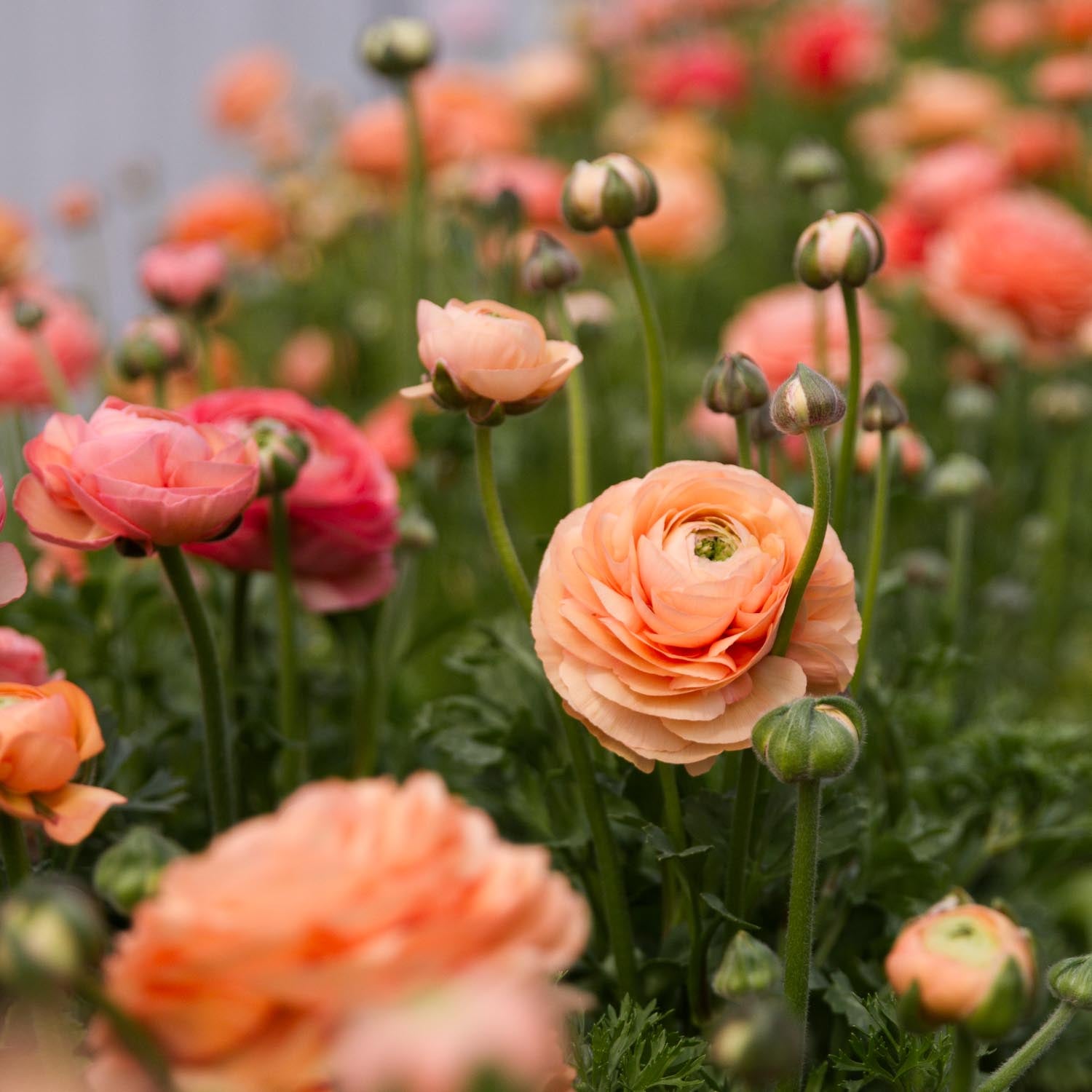MASTERING: Spring Flowers -- Saturday 20 Janurary