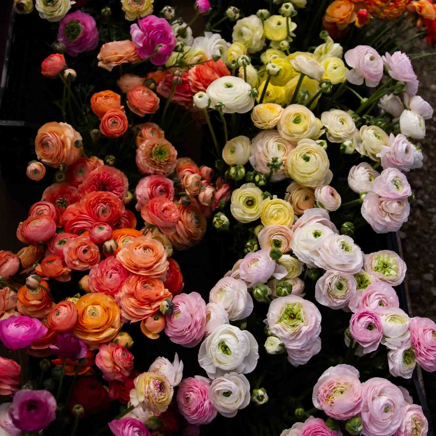 MASTERING: Spring Flowers -- Saturday 20 Janurary