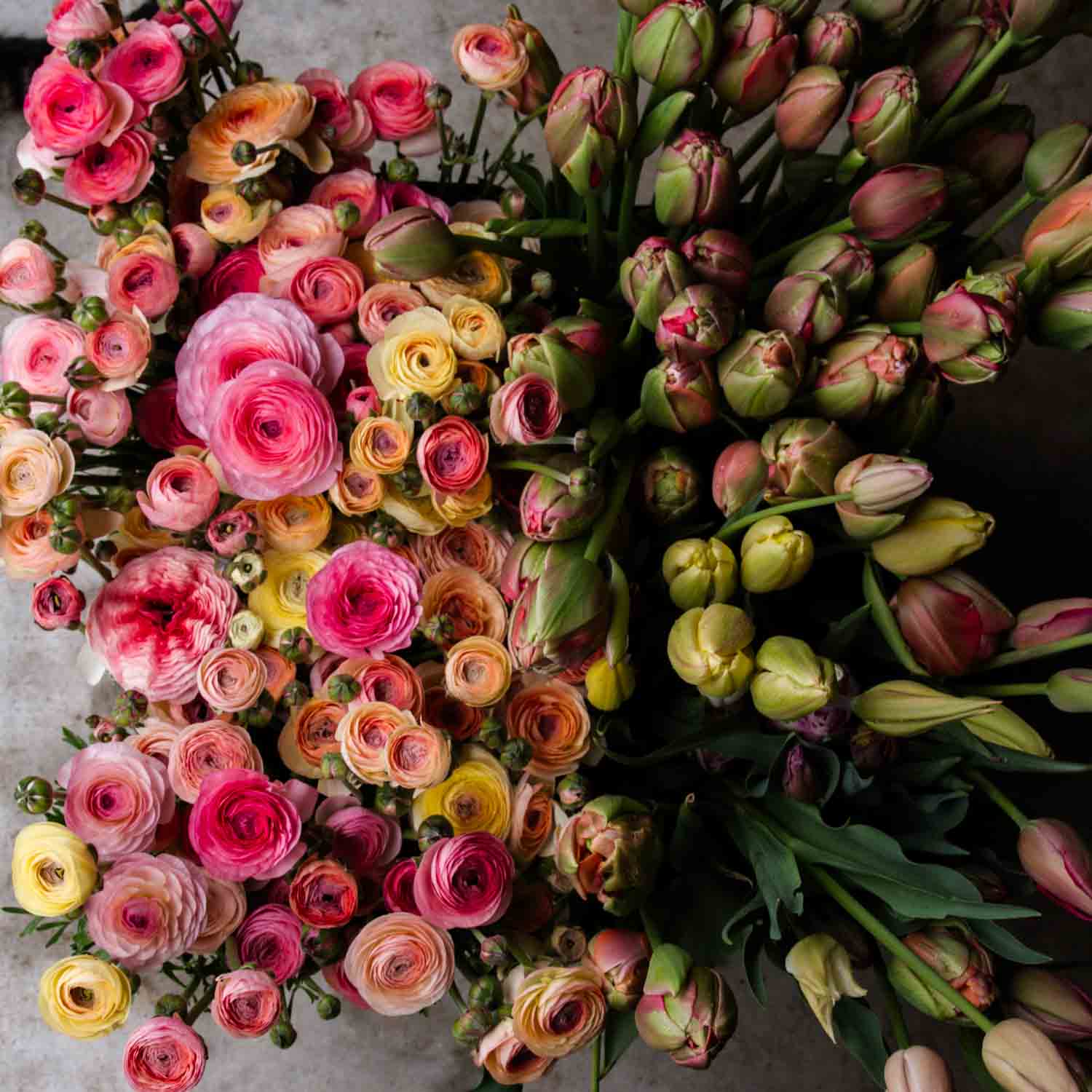 MASTERING: Spring Flowers -- Saturday 20 Janurary