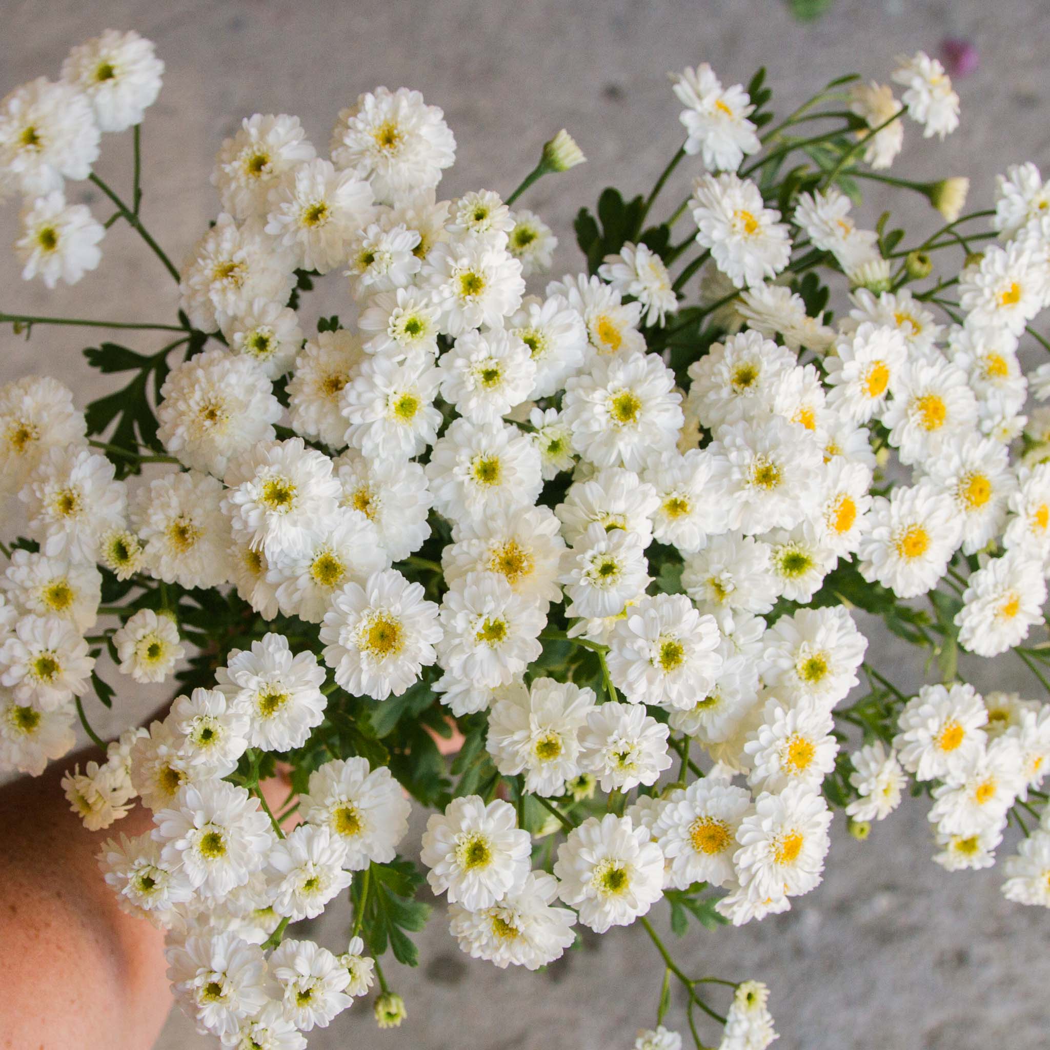 MATRICARIA - Tetra - PLANTS