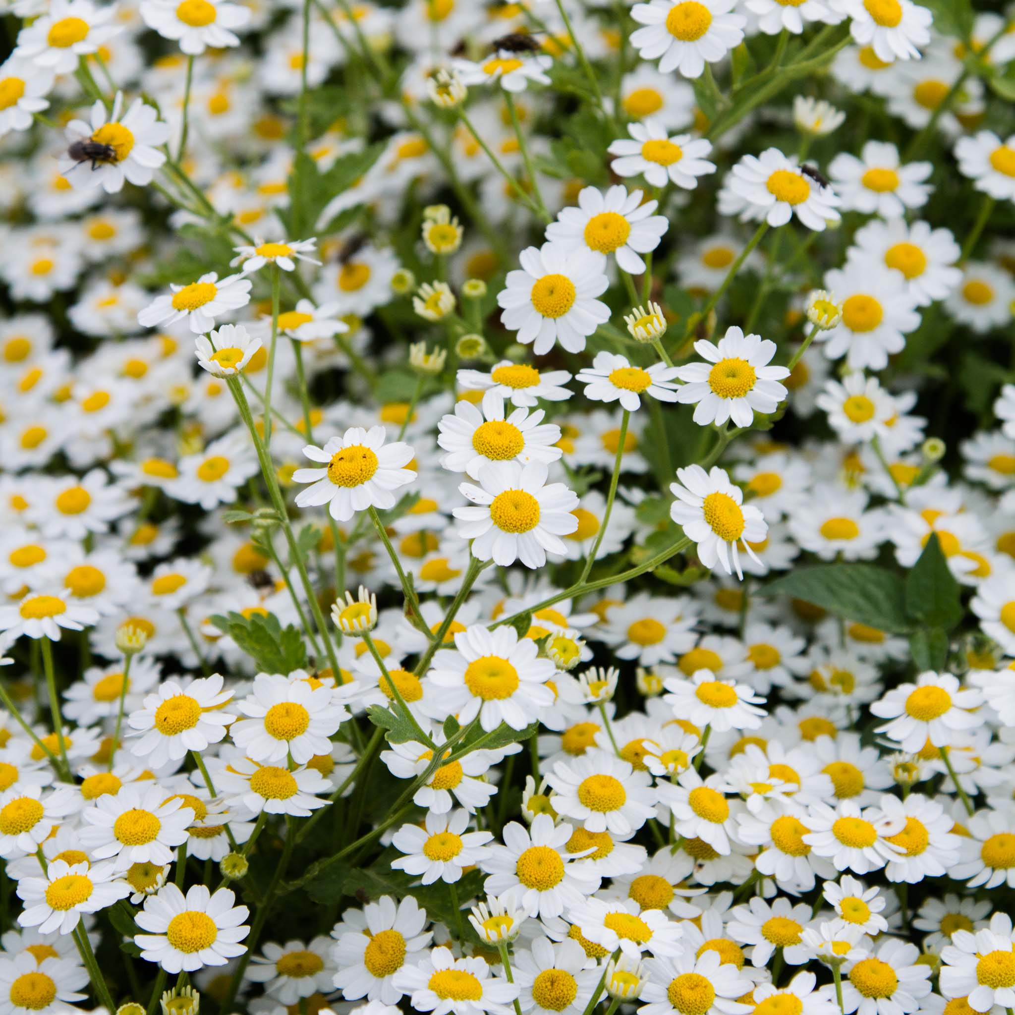 MATRICARIA - Vegmo Single - PLANTS