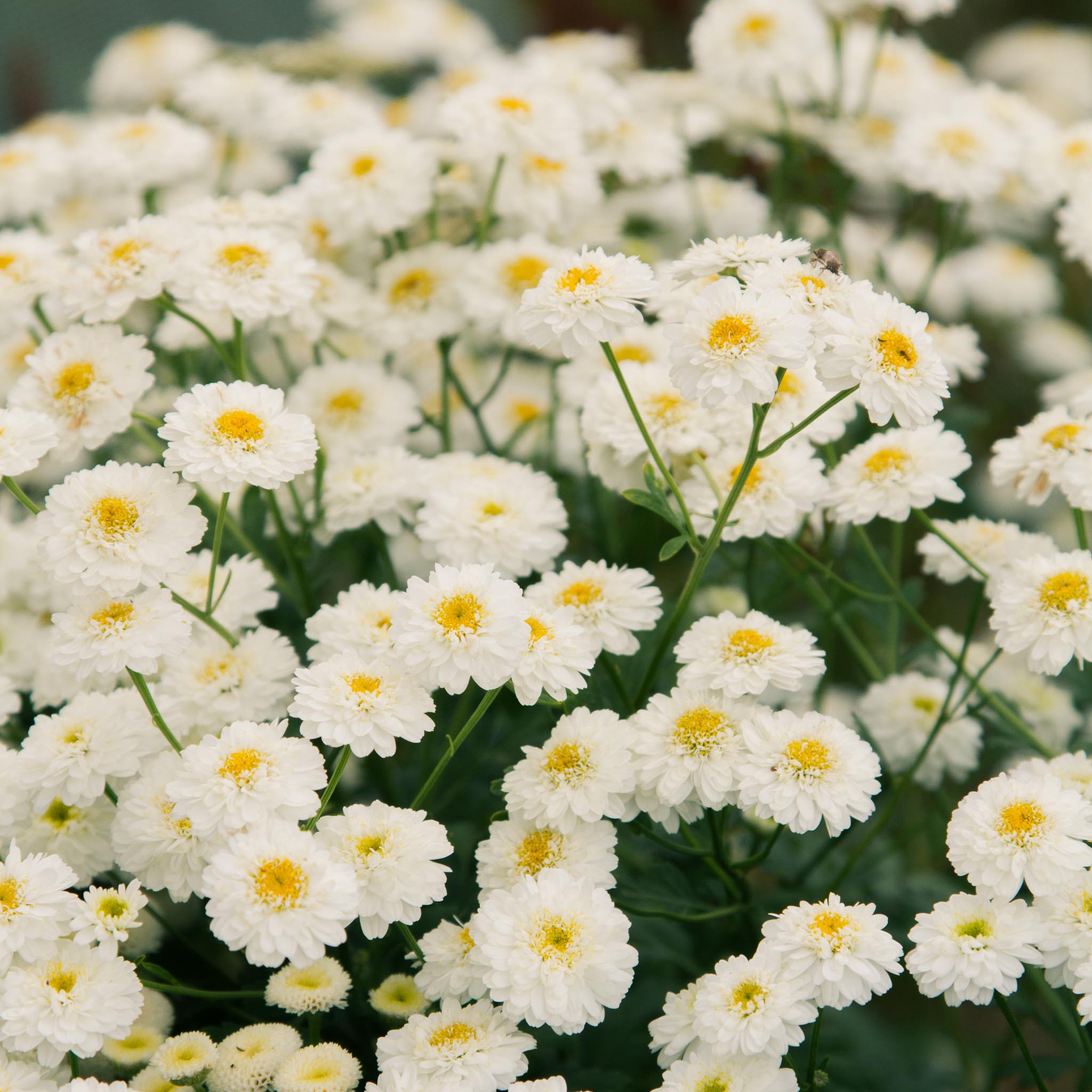 MATRICARIA - Tetra - PLANTS