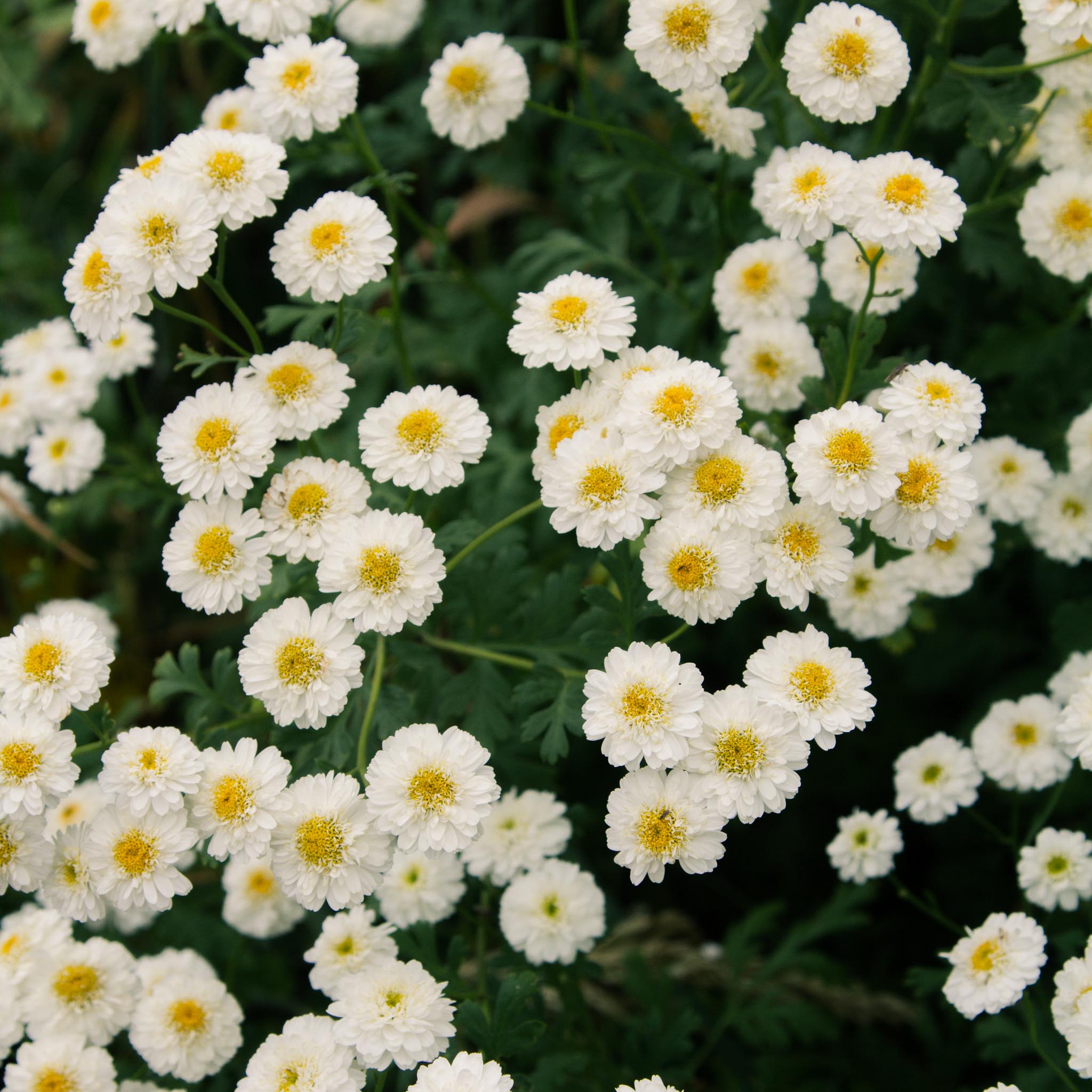 MATRICARIA - Tetra - PLANTS