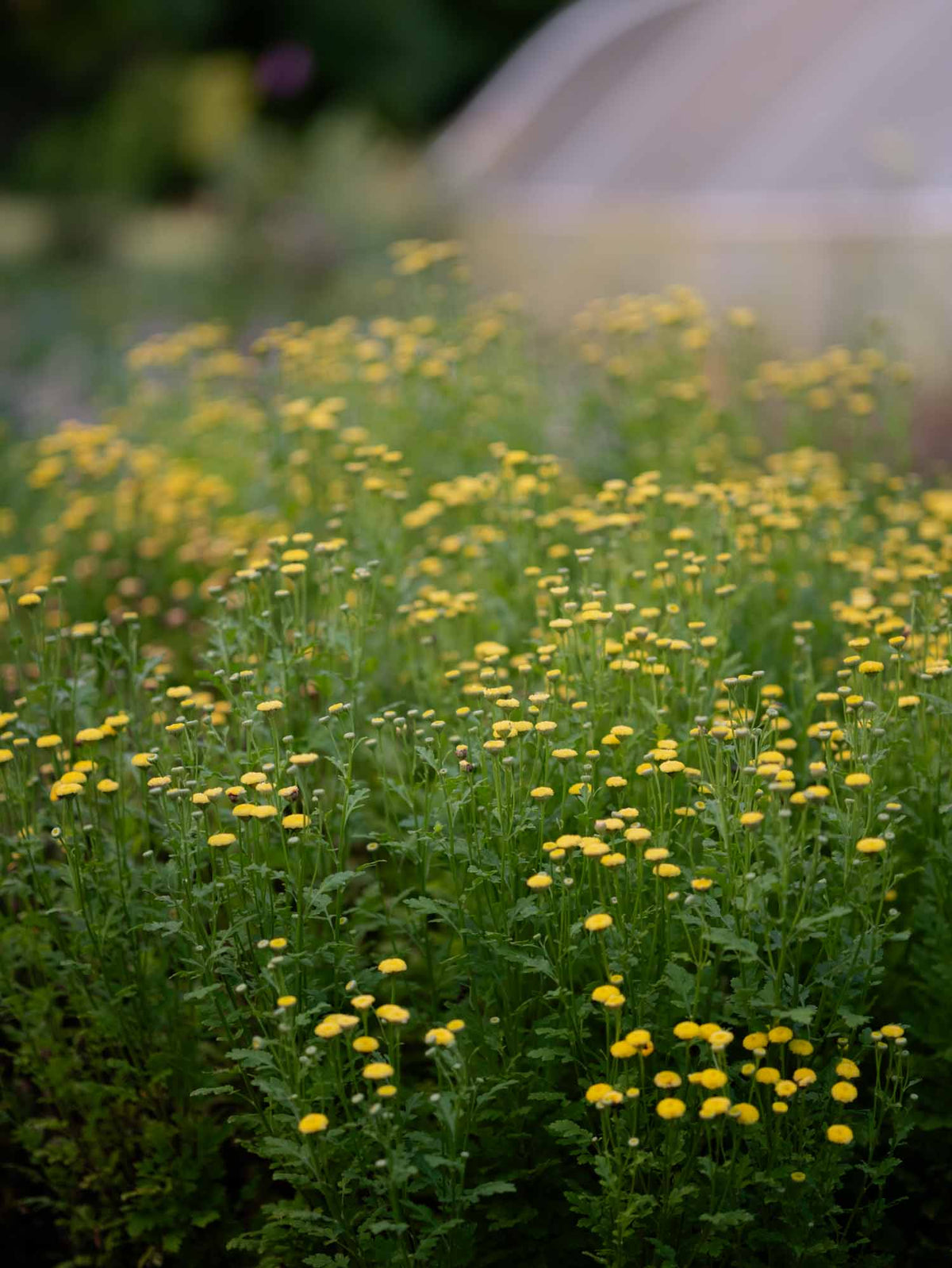 MATRICARIA - Sunny Ball - PLANTS