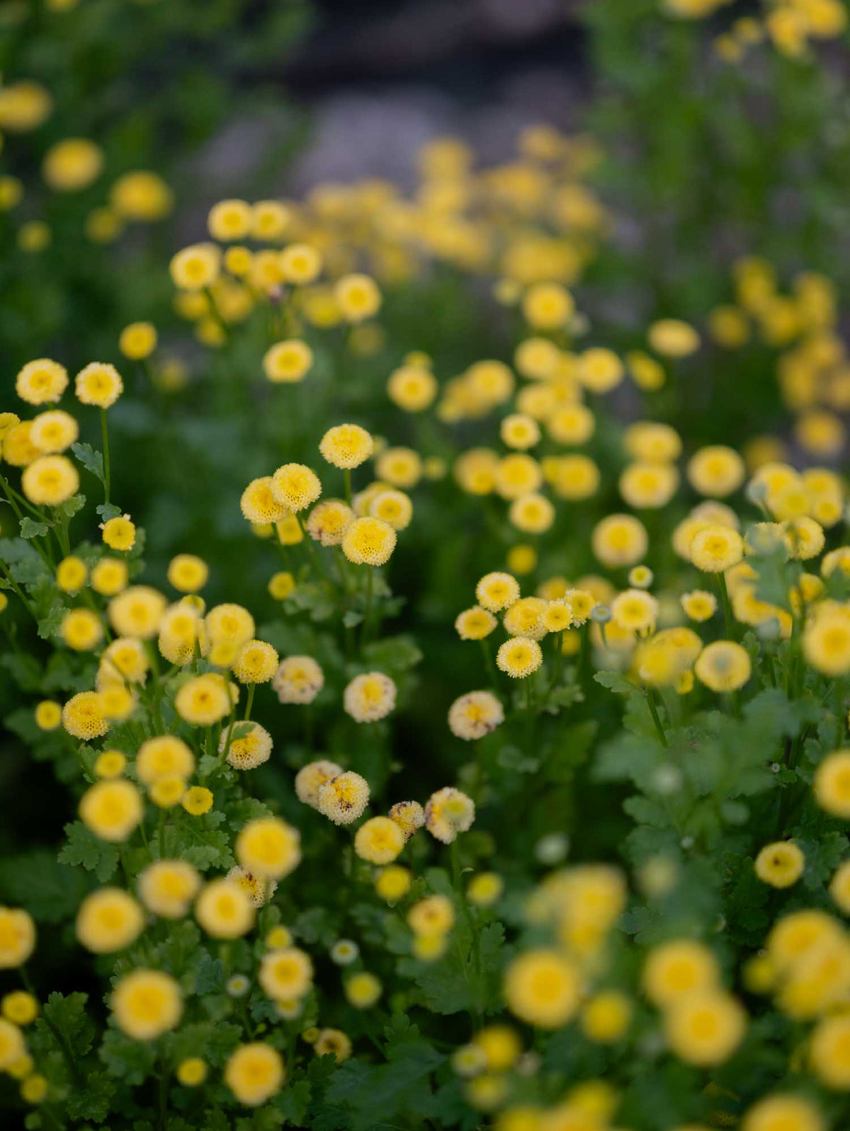 MATRICARIA - Sunny Ball - PLANTS