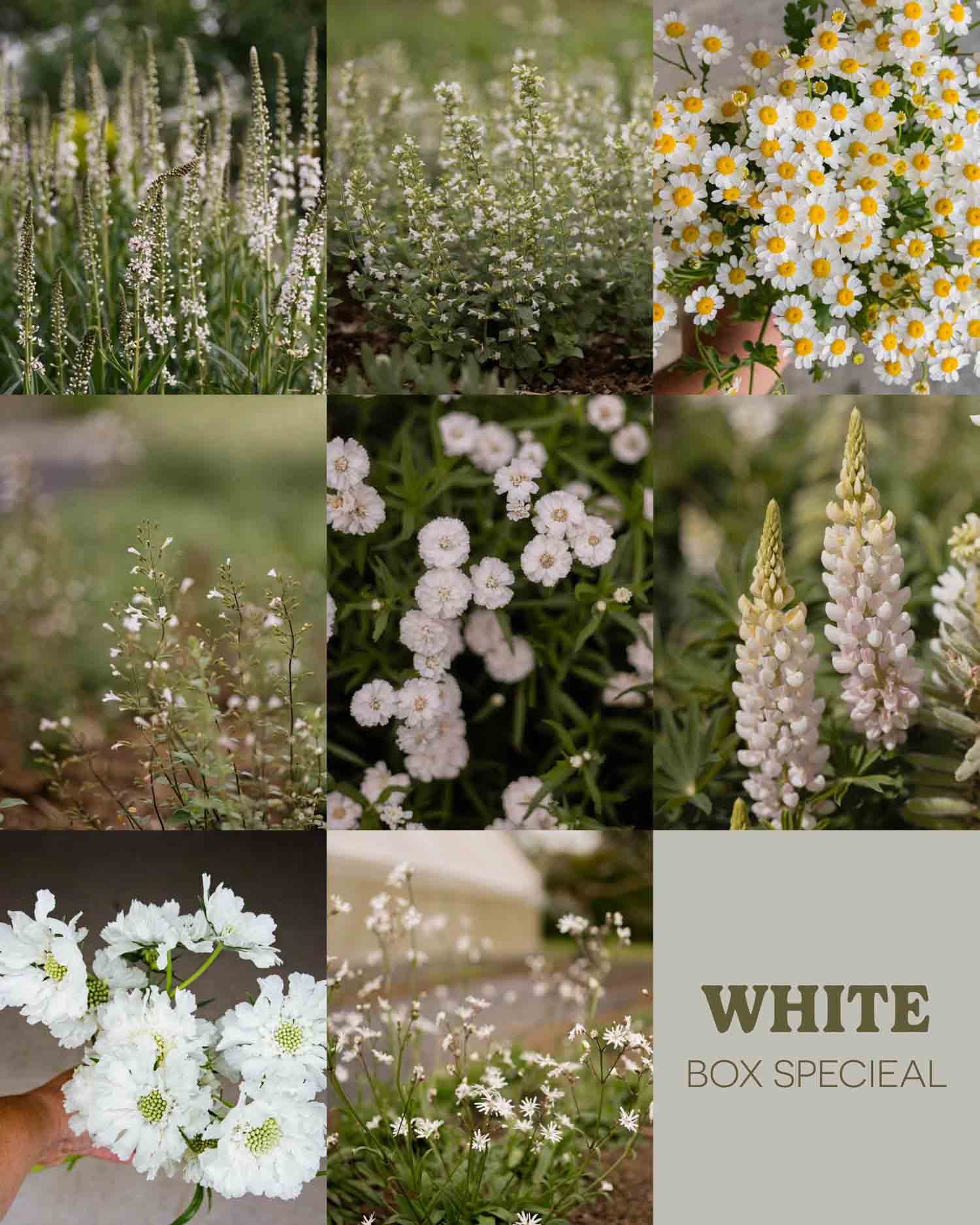 WHITE BOX SPECIAL - 10 PLANTS