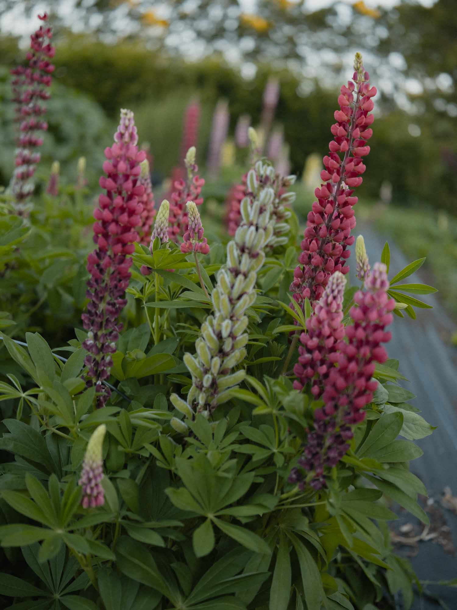 LUPIN - My Castle - PLANTS