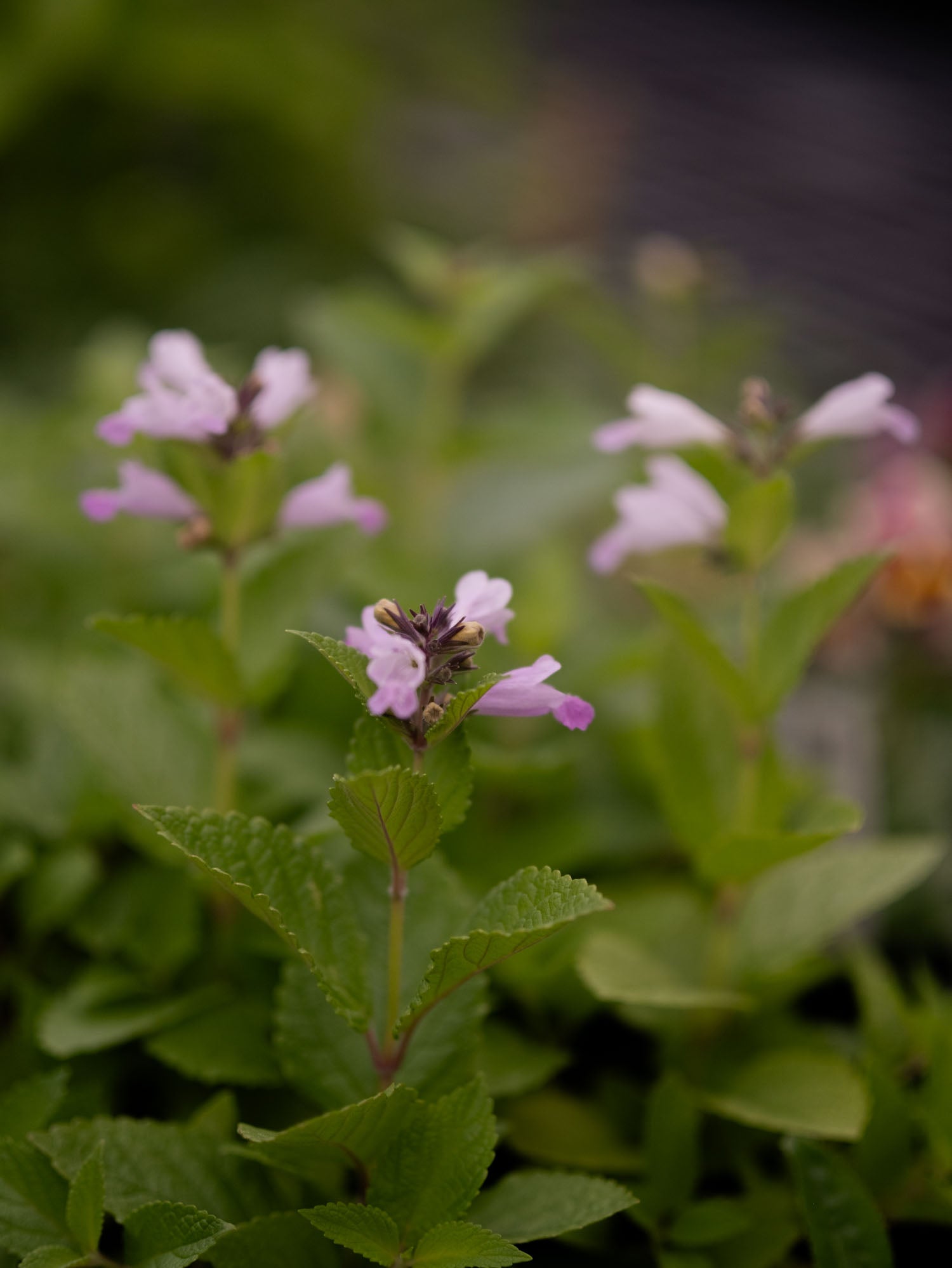 NEPETA - 'Pink Dreams'- PLANTS