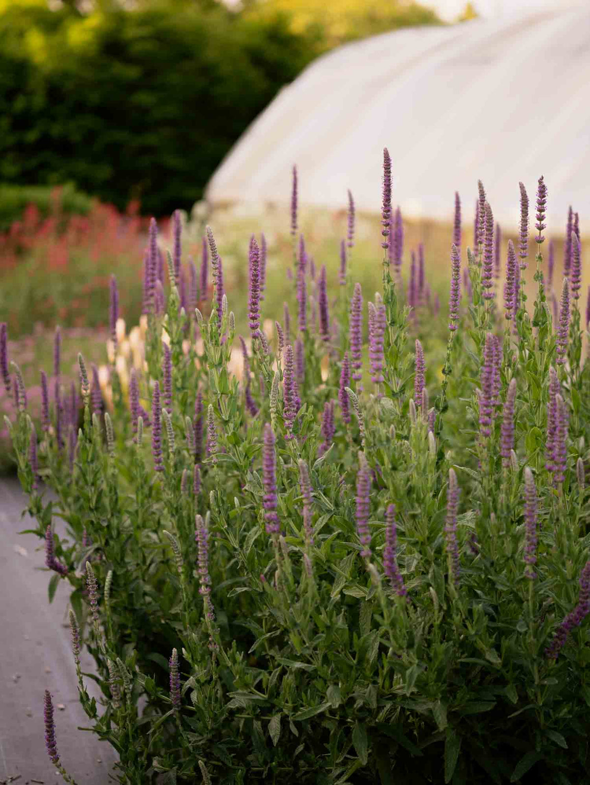 SPANISH CATMINT- Nepeta tuberosa - PLANTS