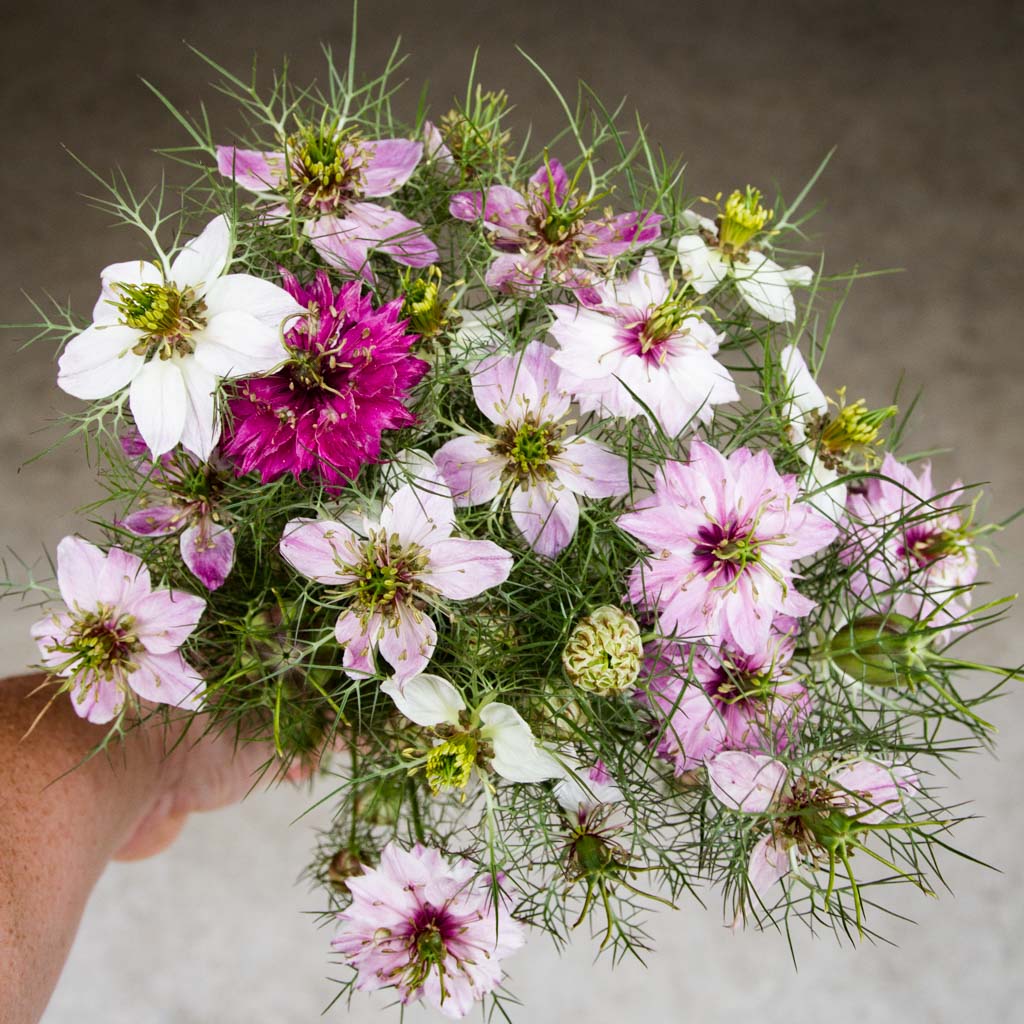 NIGELLA - Miss Jekyll Rose - PLANTS