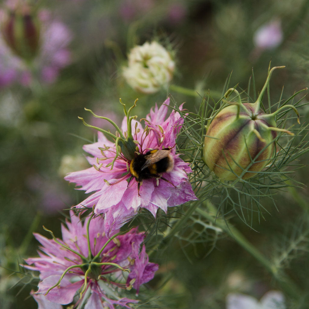 NIGELLA - Miss Jekyll Rose - PLANTS