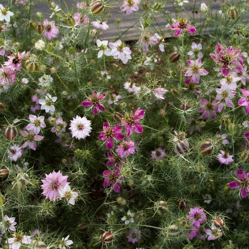 NIGELLA - Miss Jekyll Rose - PLANTS
