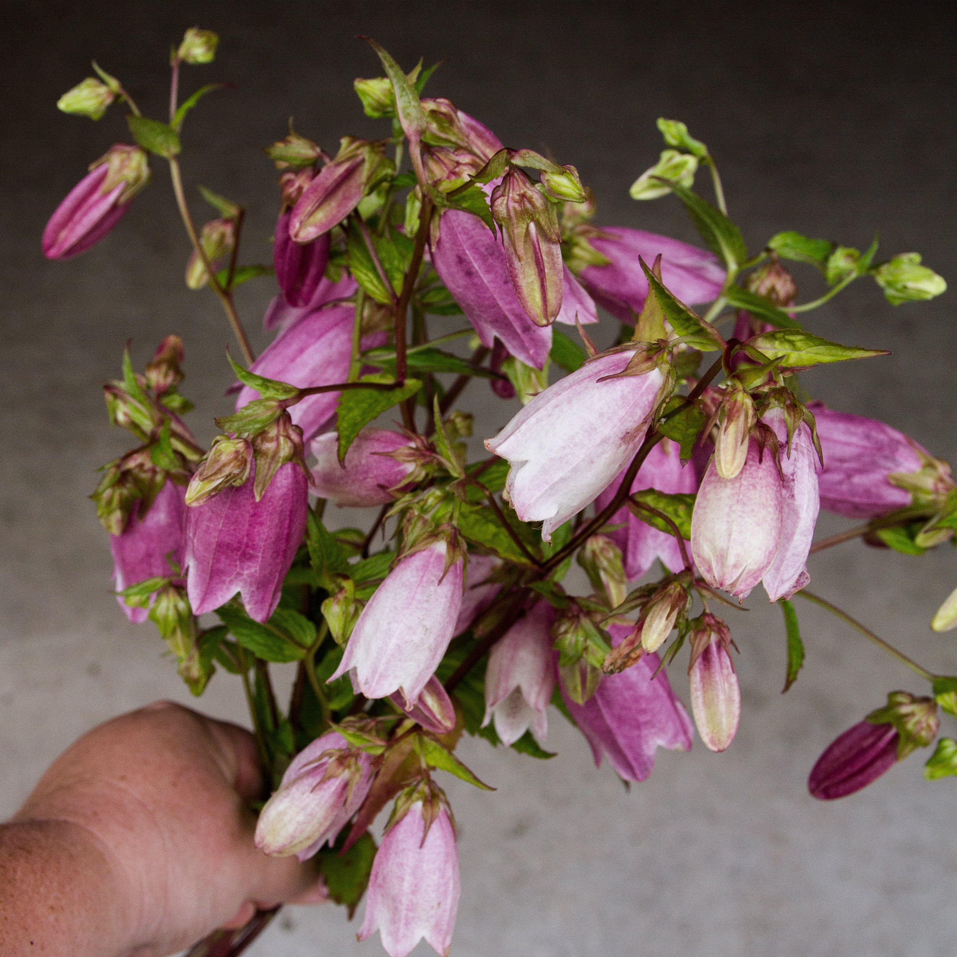 CAMPANULA - Takesimana - PLANTS