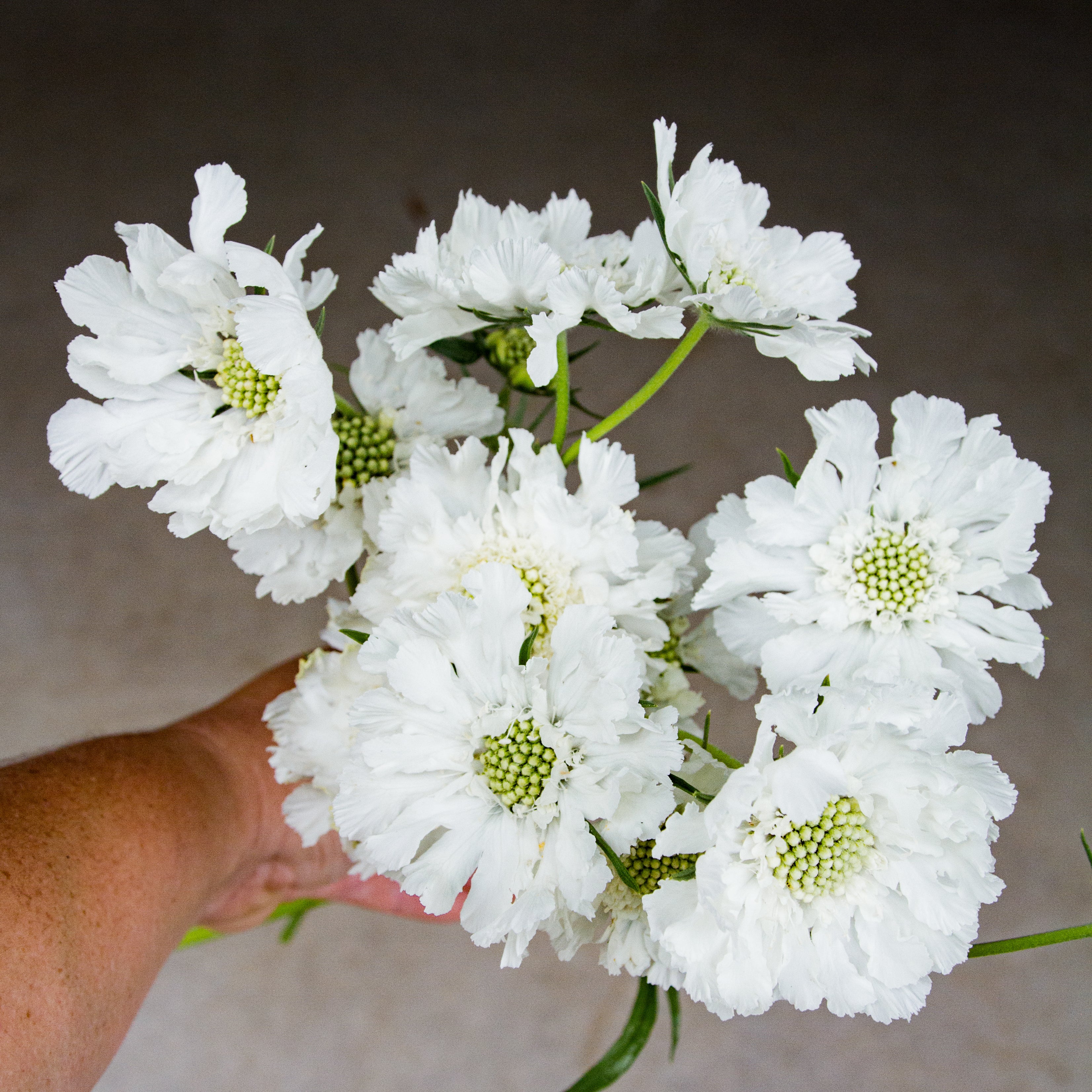 SCABIOSA - Fama White - PLANTS