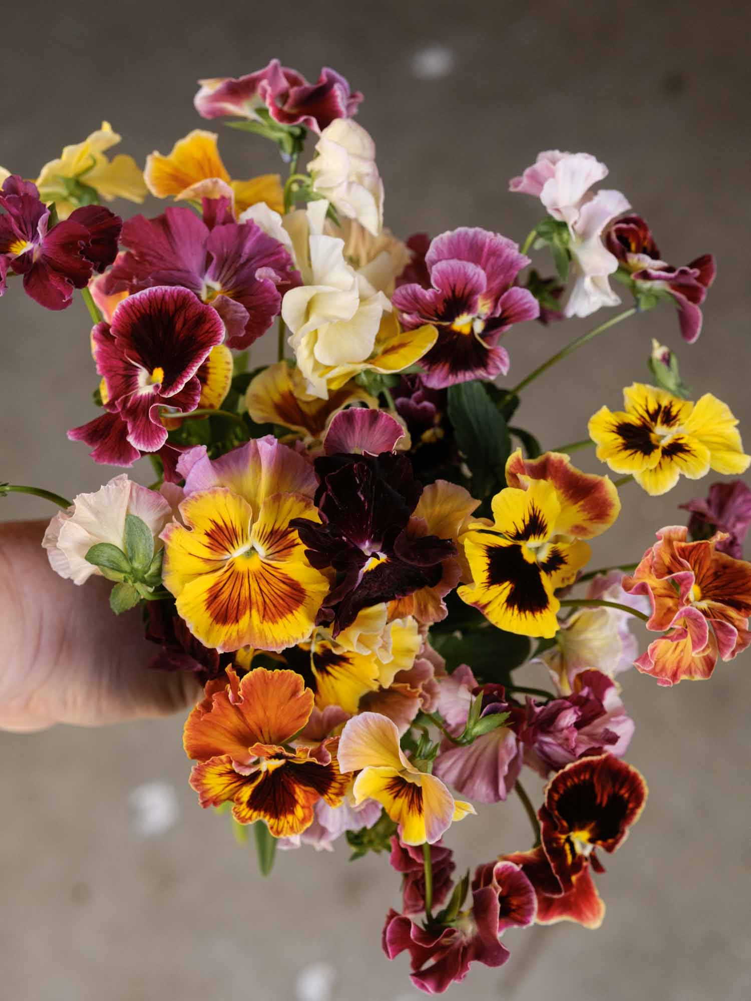 PANSY - Chianti Mix - PLANTS