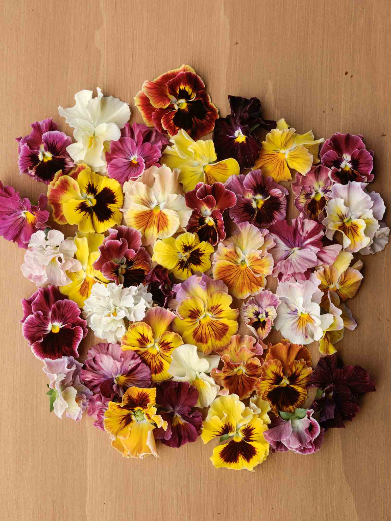 PANSY - Chianti Mix - PLANTS