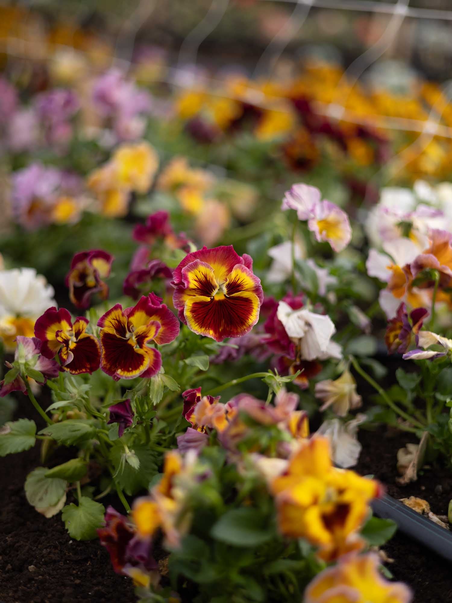 PANSY - Flamenco Terracotta - Plants