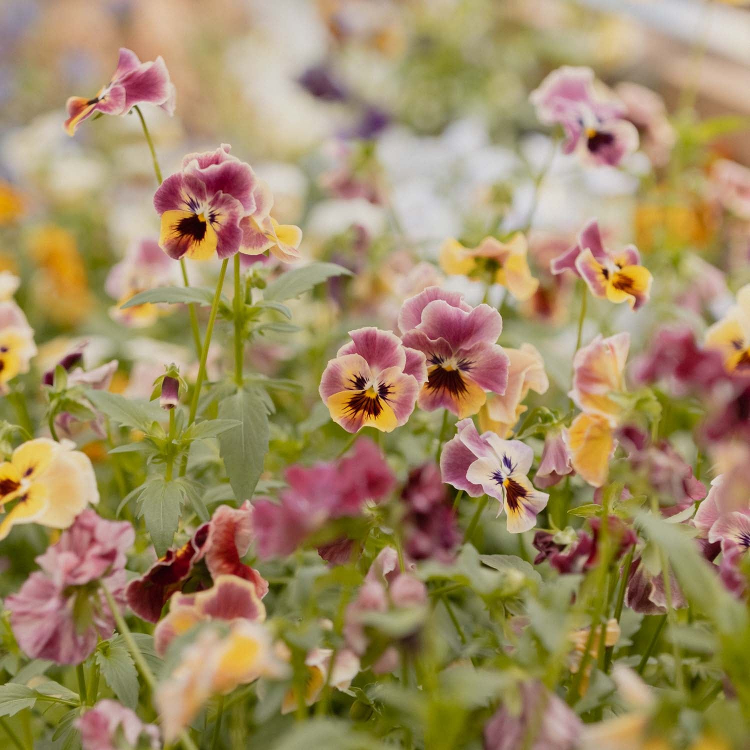 Pansy - Frizzle Sizzle Mini Tapestry