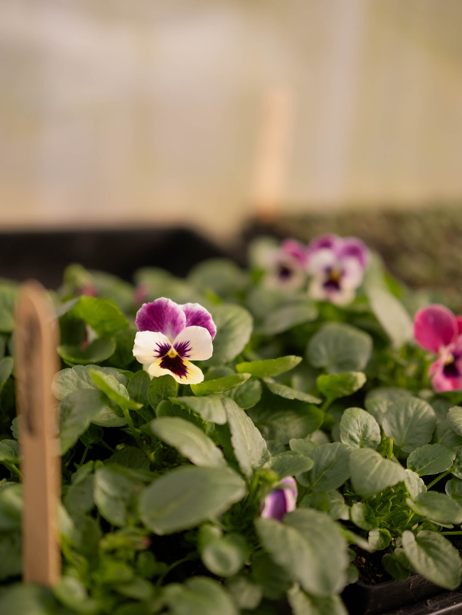 PANSY - Pandora's Box - Plants