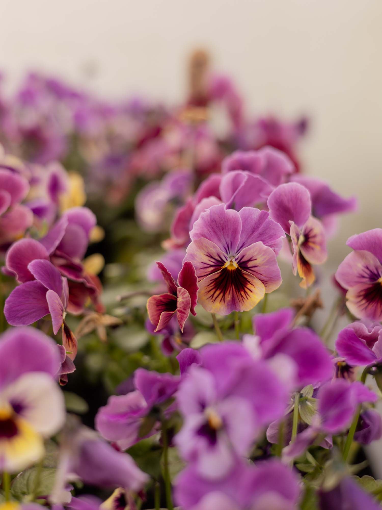 PANSY - Pandora's Box - Plants