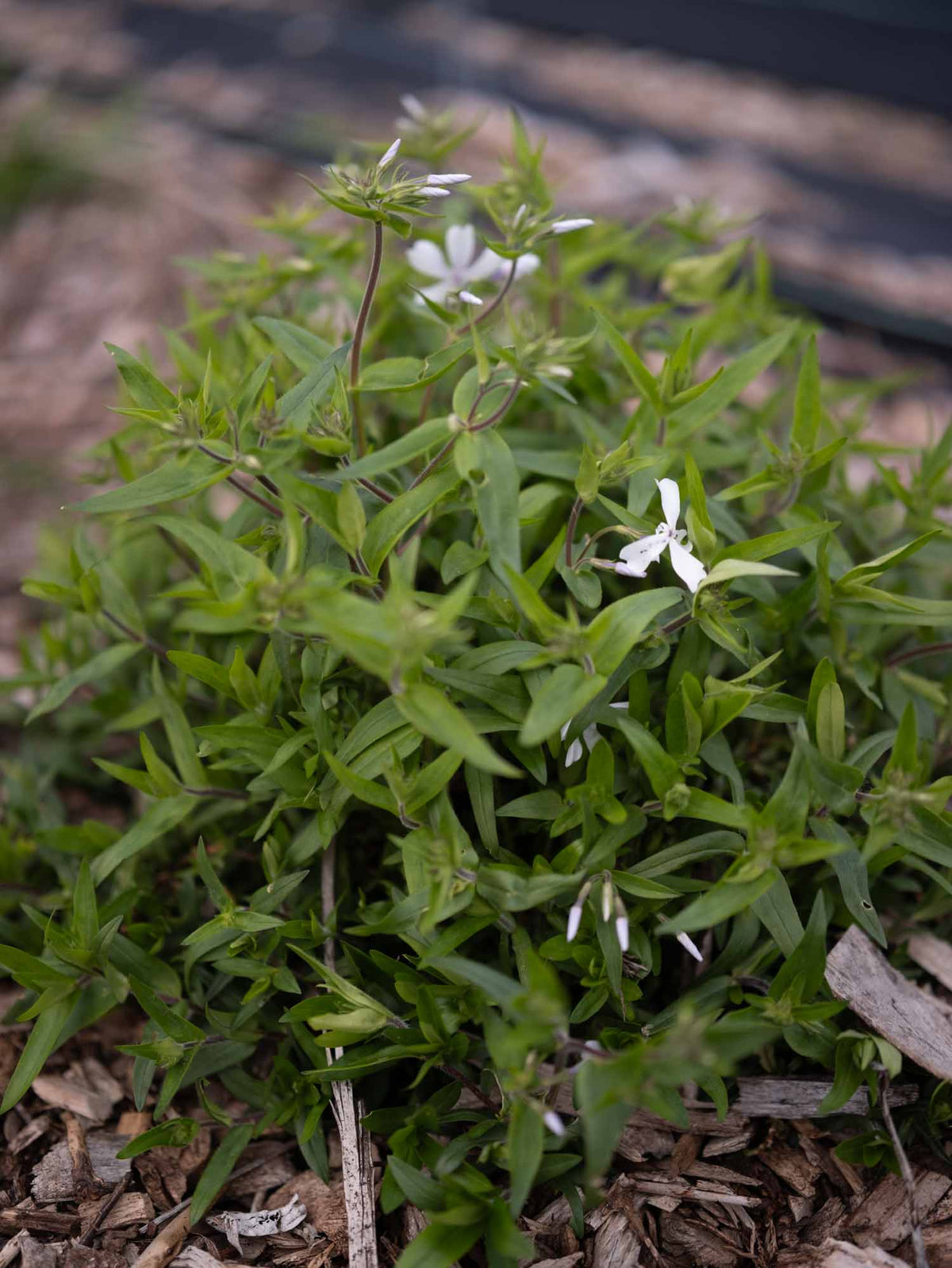 PHLOX divaricata - Dirigo Ice - PLANTS