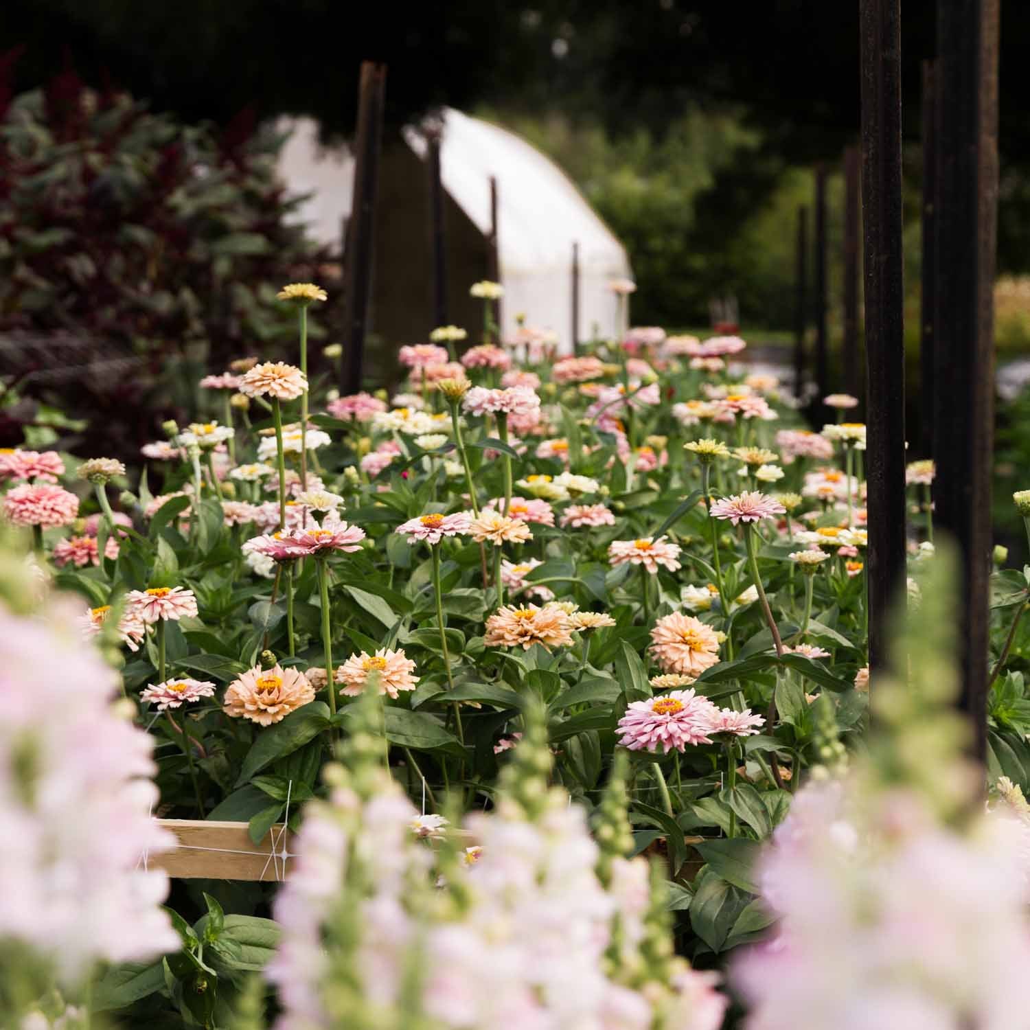 Pick Your Own Flowers