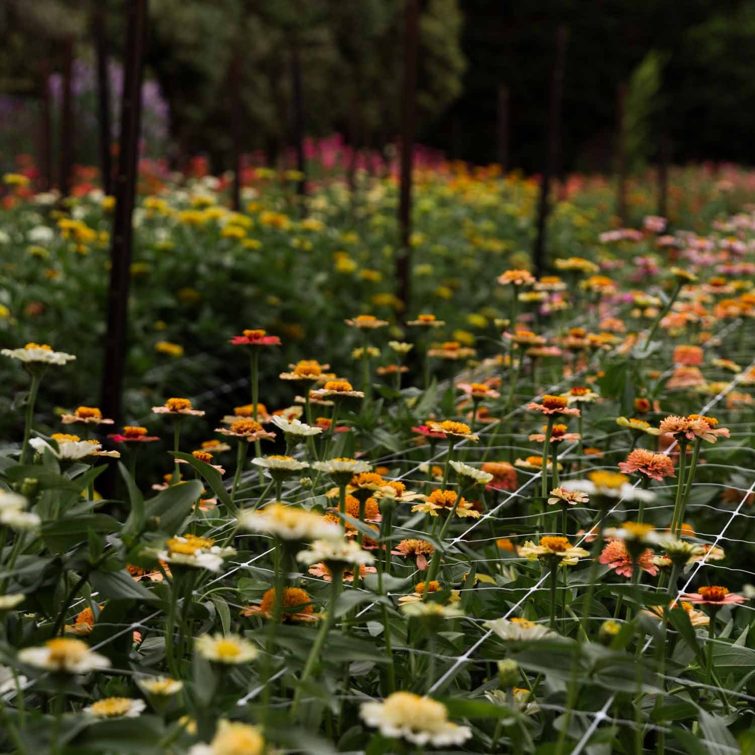 Pick Your Own Flowers