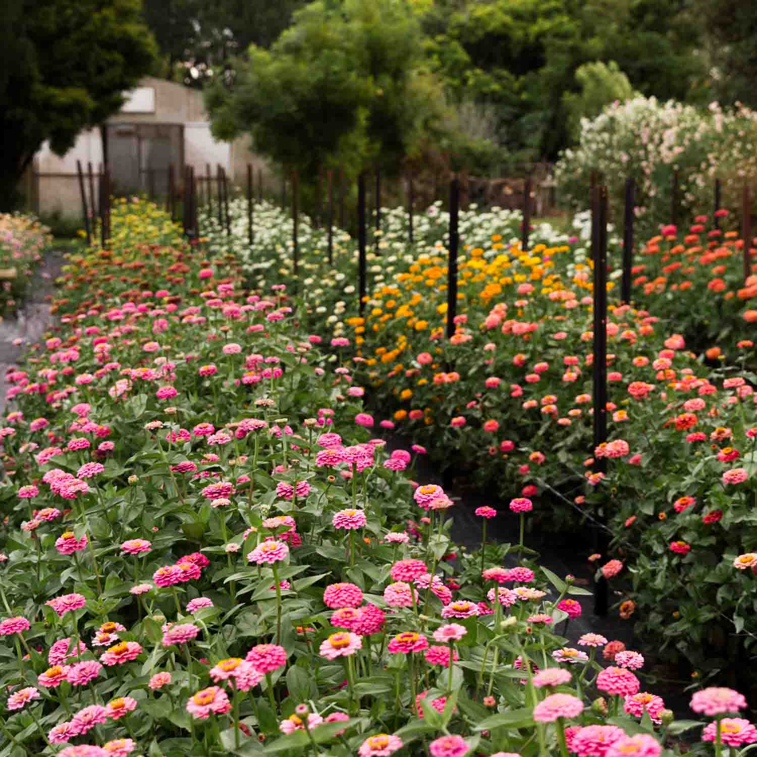 Pick Your Own Flowers
