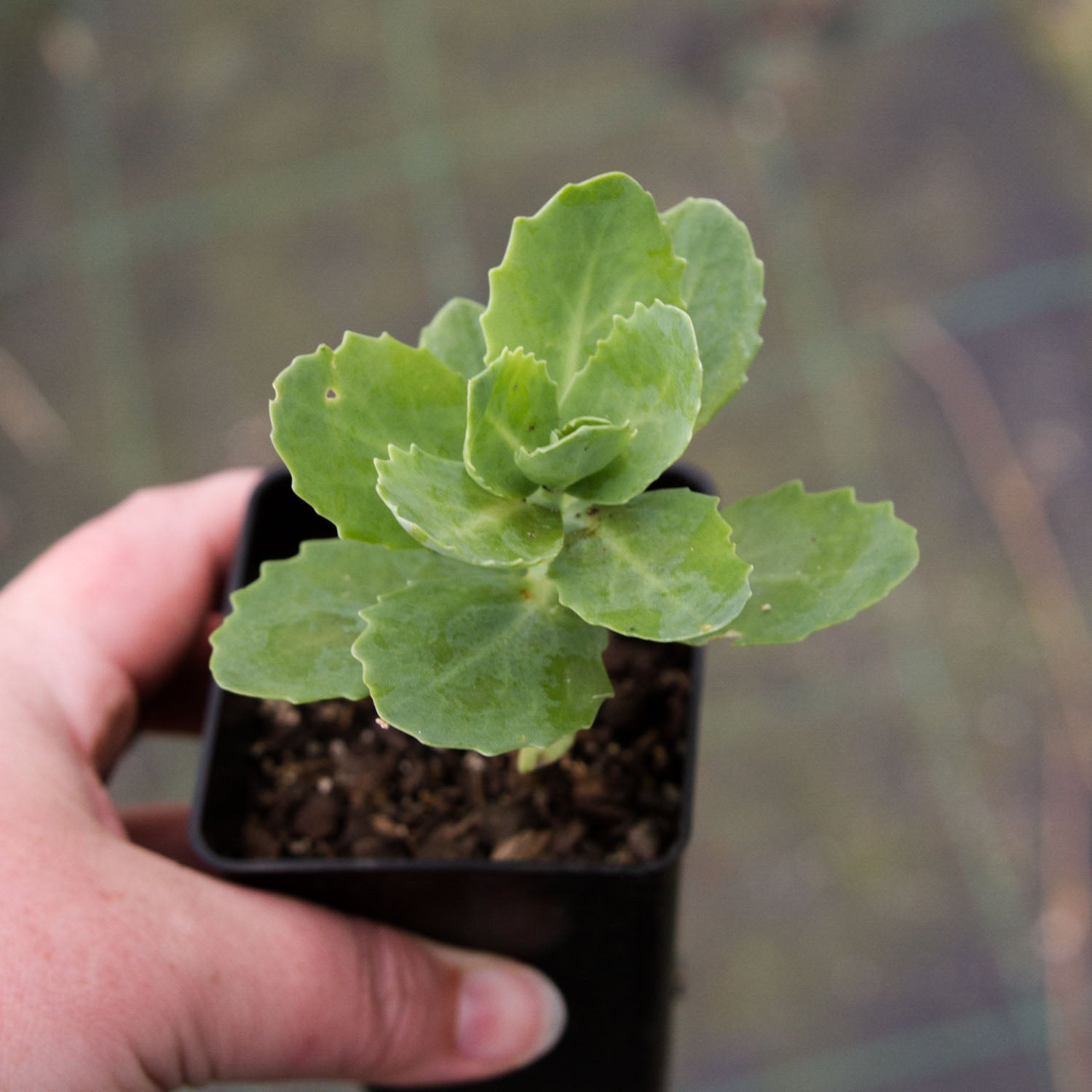SEDUM - Autumn Joy - PLANTS