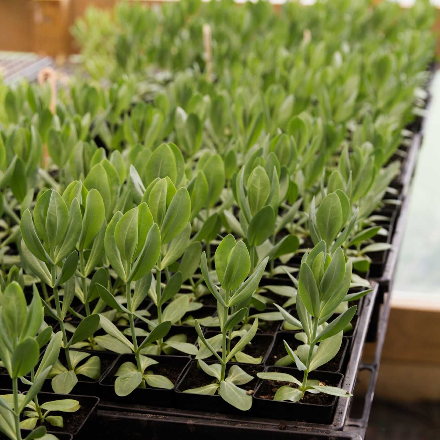 LISIANTHUS - 10 PLANT Box Special