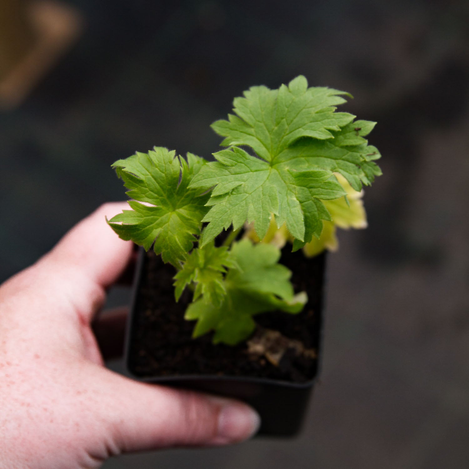 DELPHINIUM - 10 PLANT Box Special