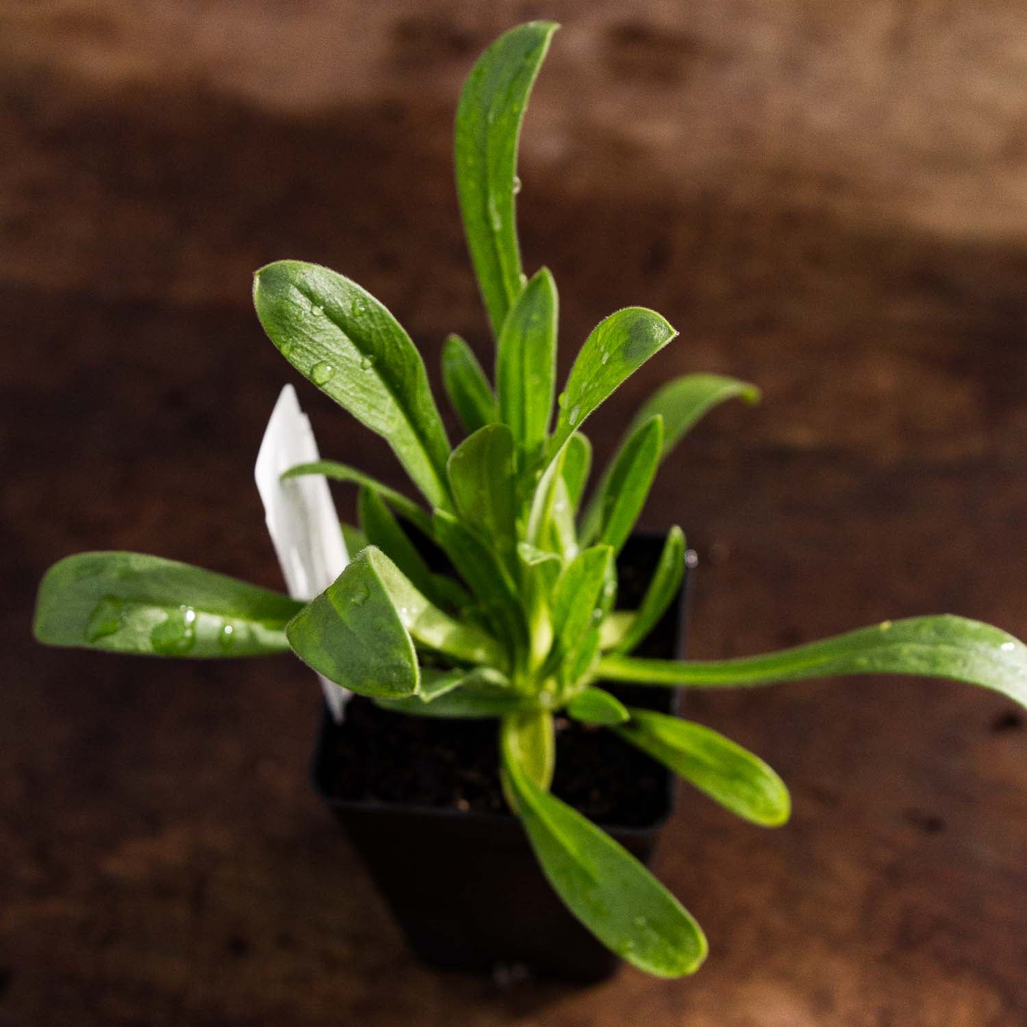 AGROSTEMMA - Light Rose - PLANTS