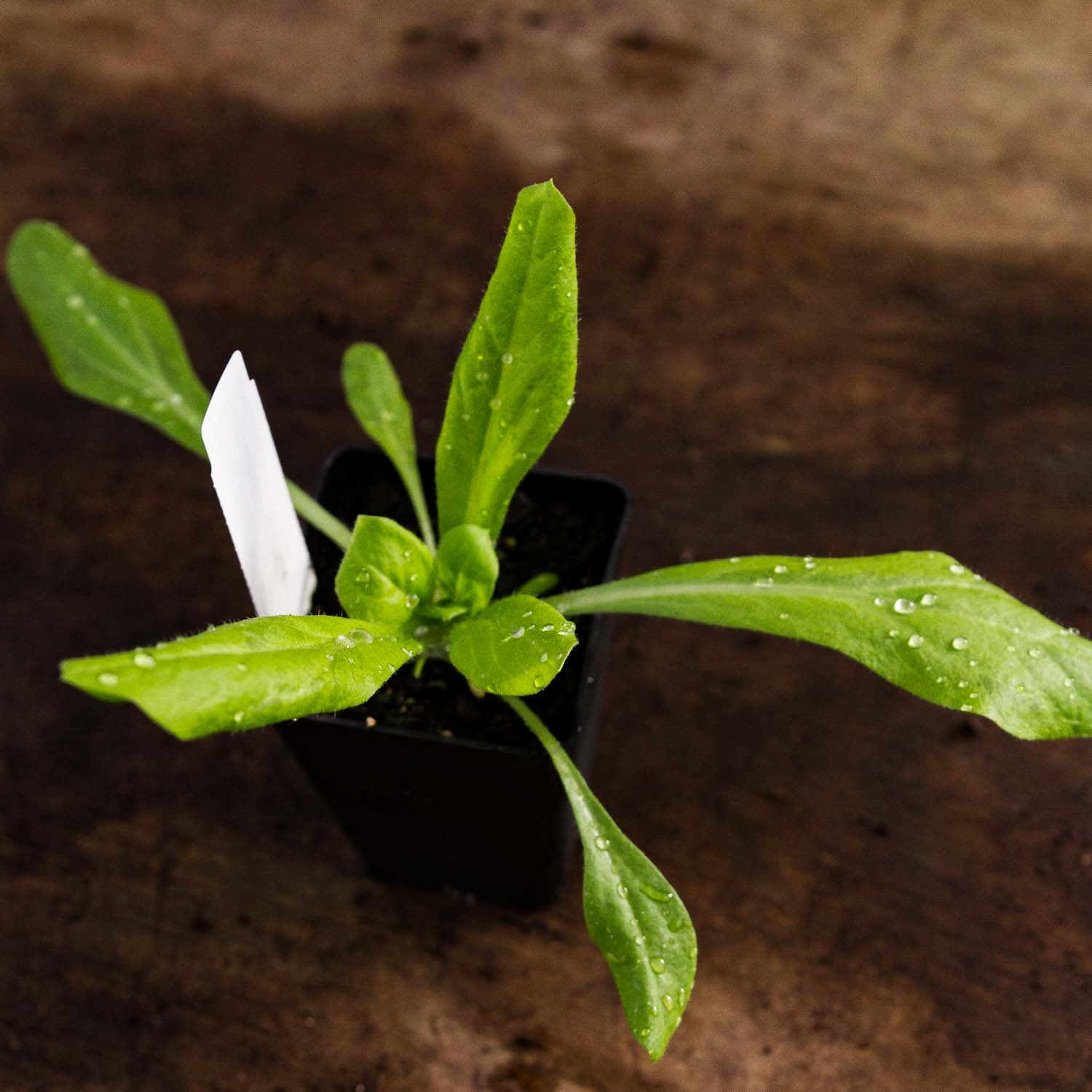 AMMOBIUM - PLANTS