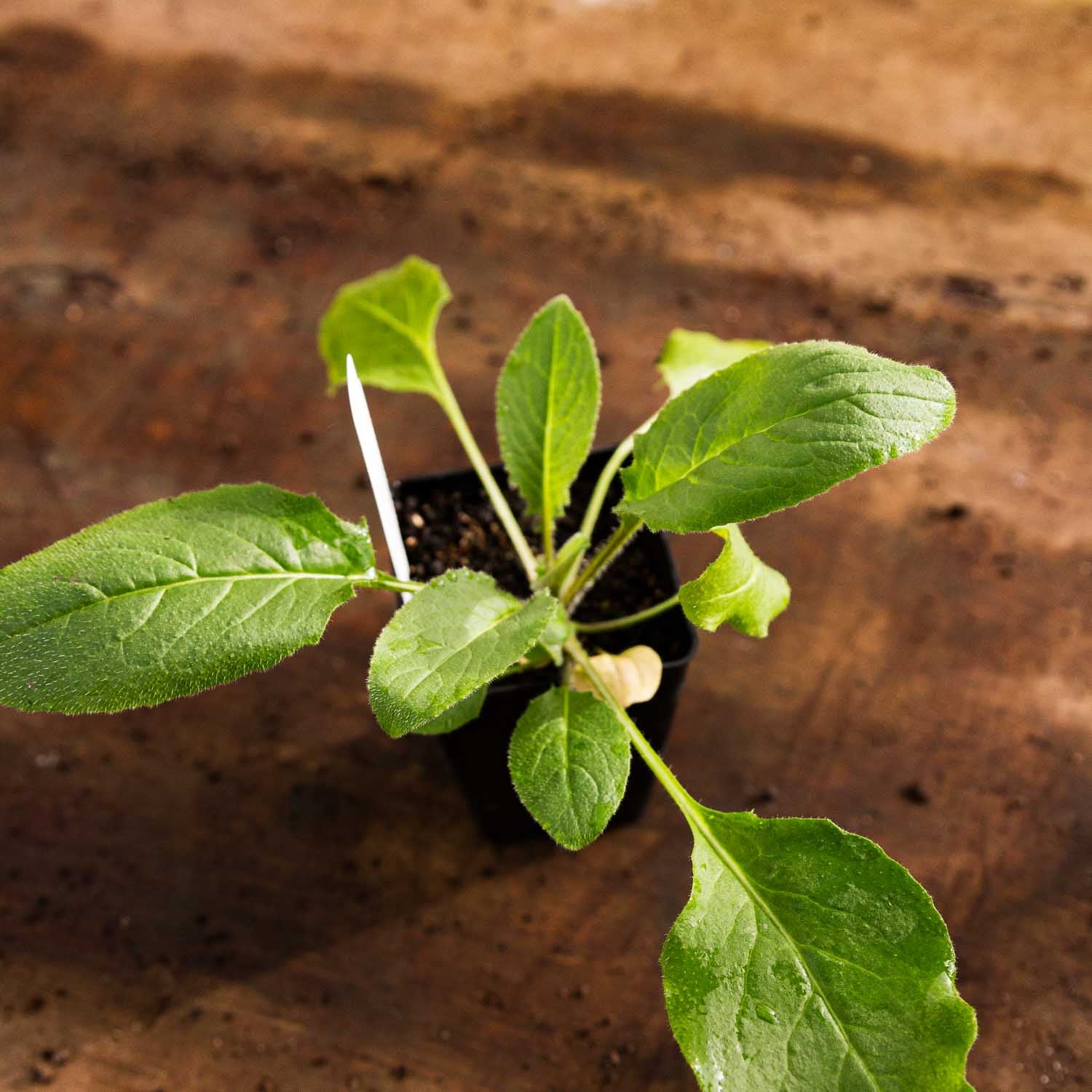 SWEET ROCKET - Alba - PLANTS