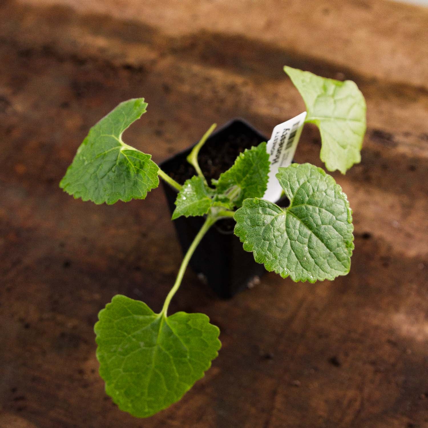 LUNARIA - Honesty - PLANTS