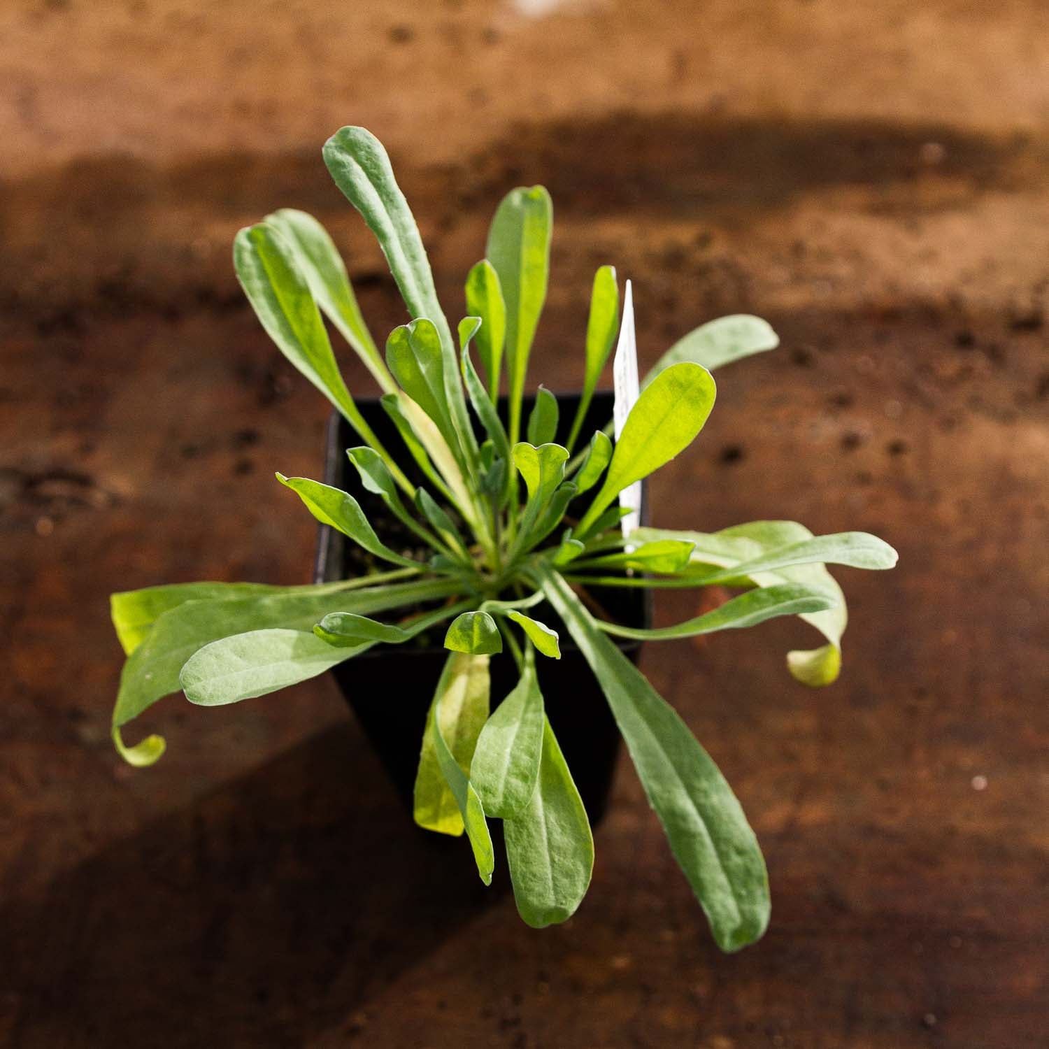 FORGET ME NOT - Argentine White - PLANTS