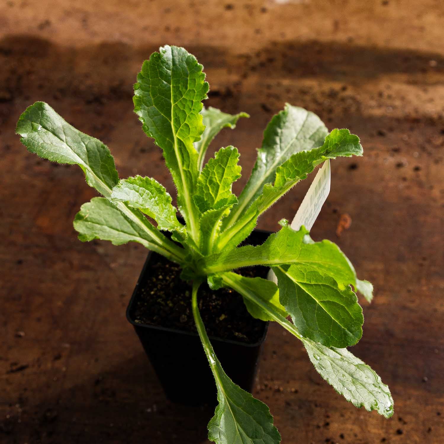Campanula - Champion Pro Light Pink - PLANT