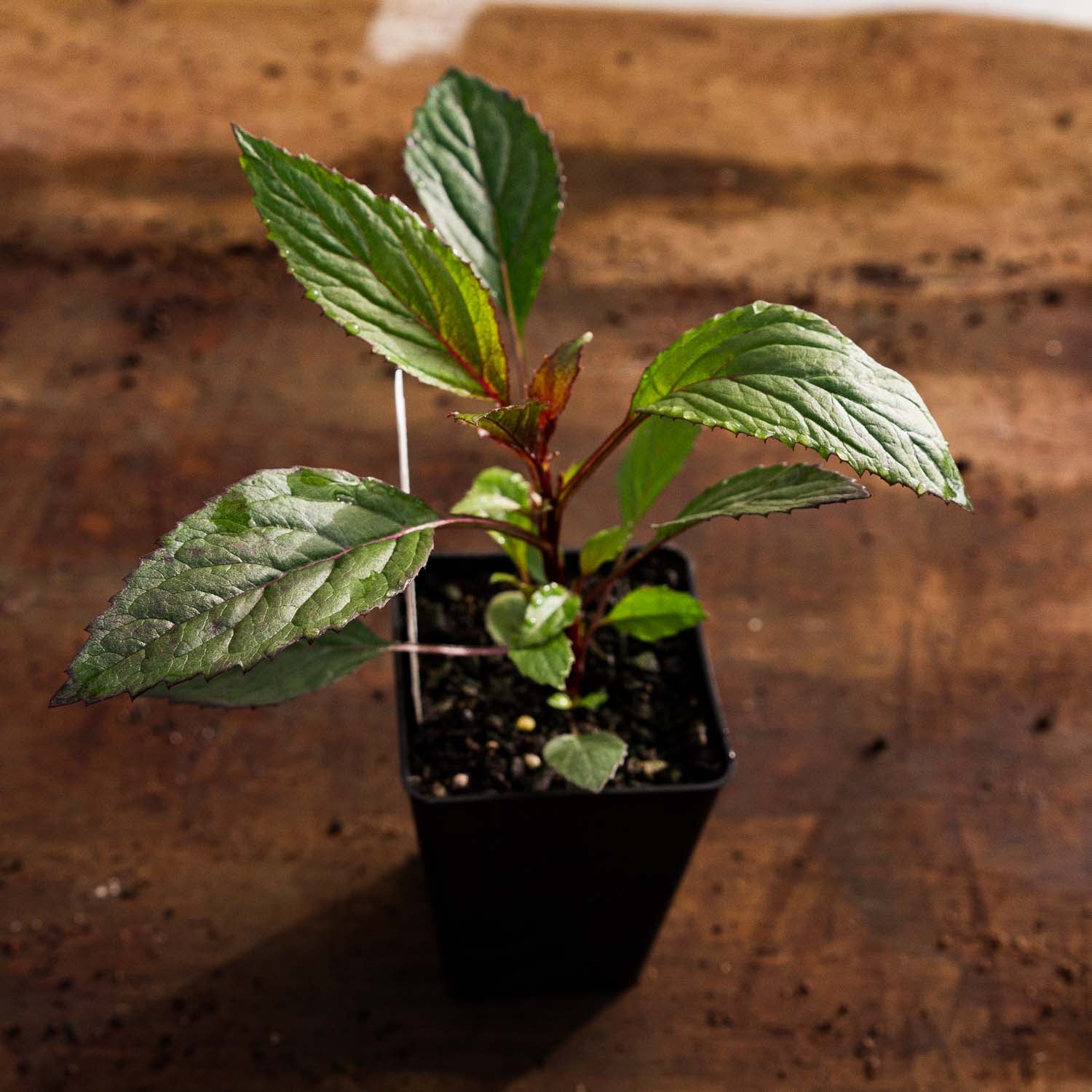 TRACHELIUM - Lake Michigan Violet - PLANTS