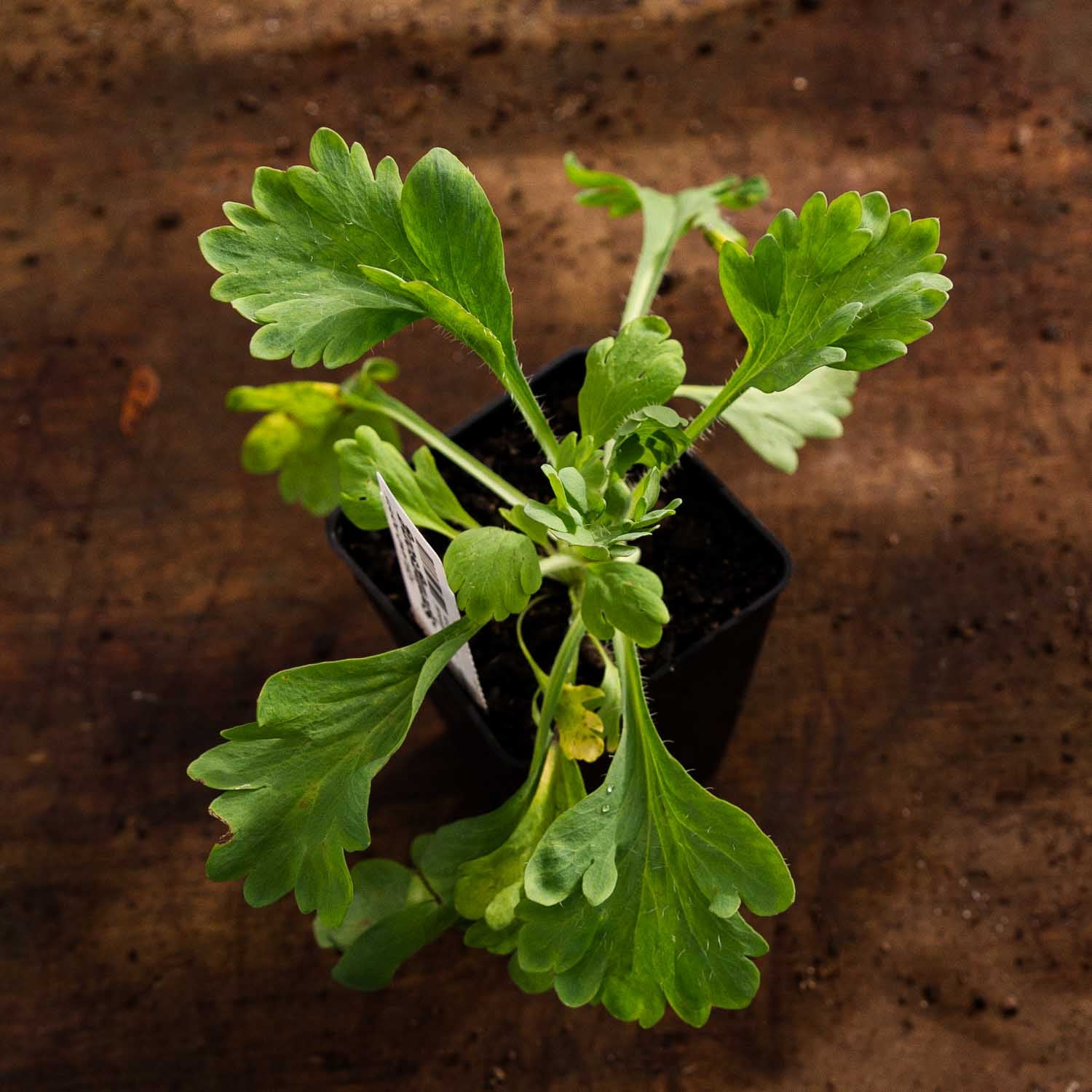 POPPY - Springsong - PLANTS