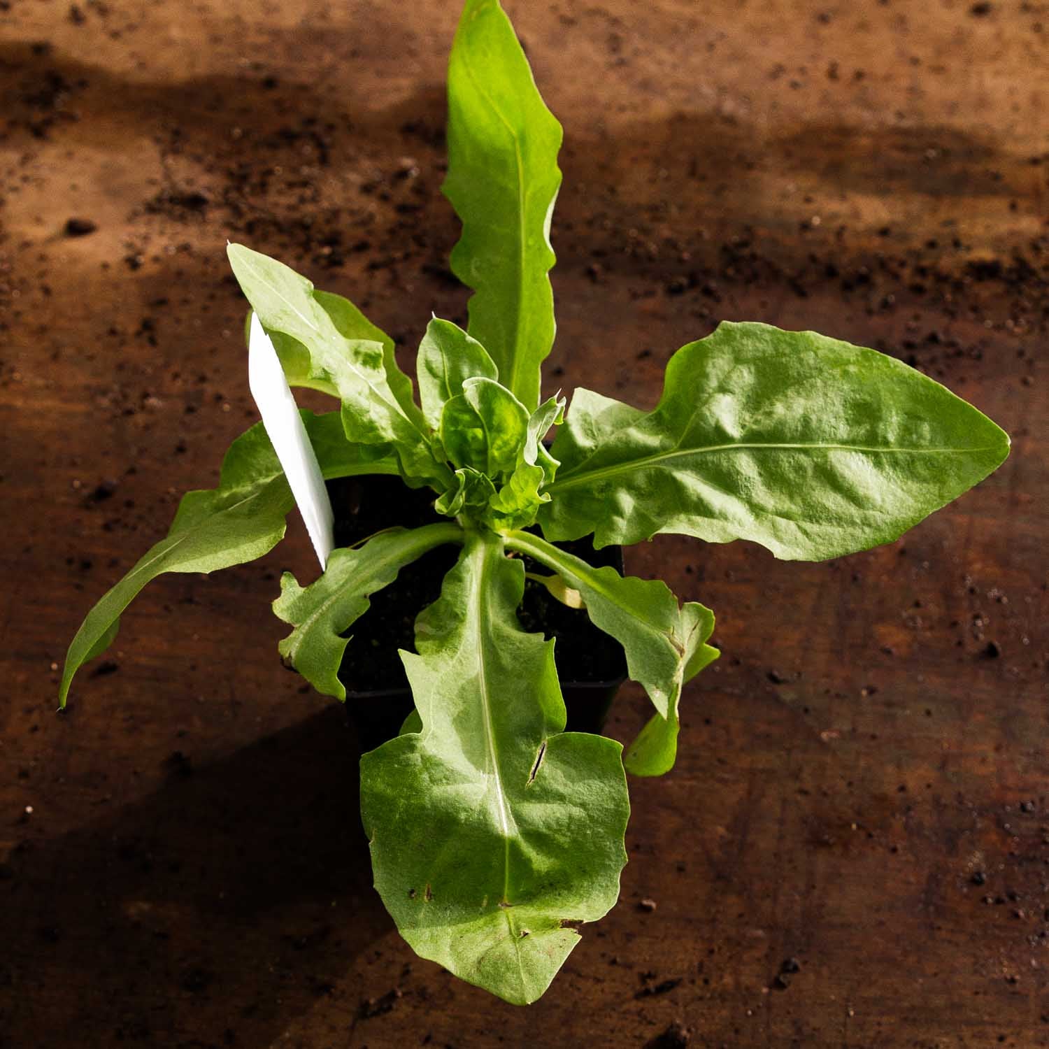 STATICE SUWOROWII - Rose Pink - PLANTS