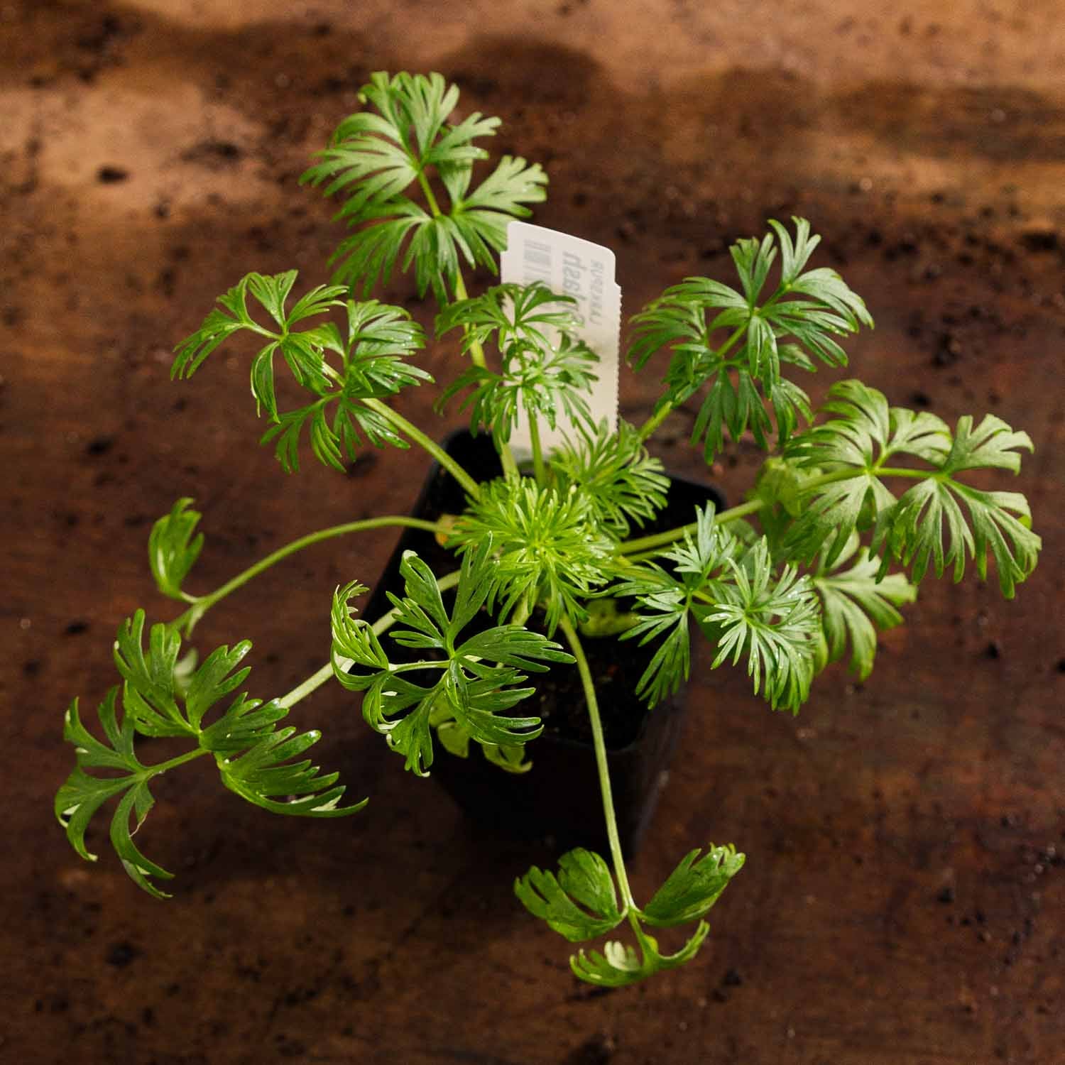 LARKSPUR - Splish Splash - PLANTS