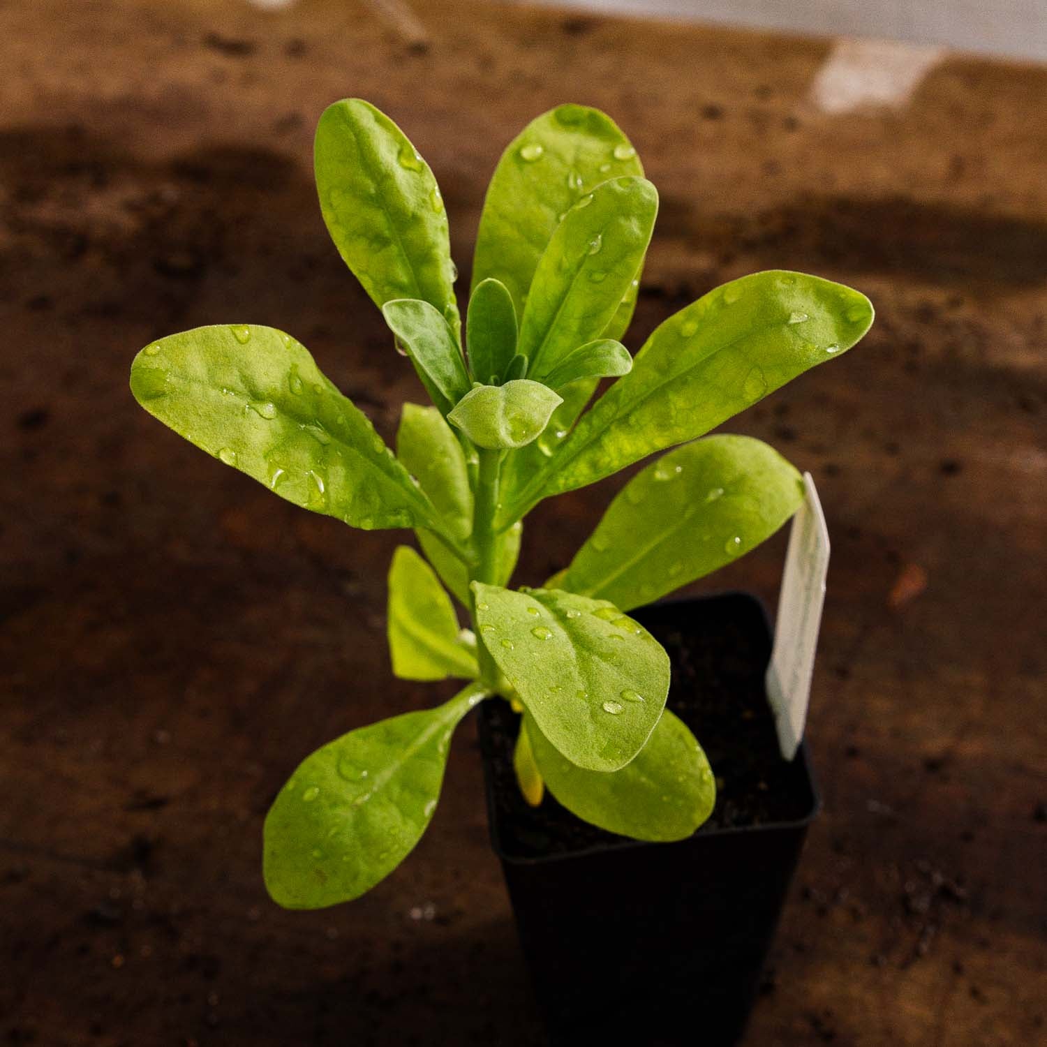 STOCK- StoX Champagne - PLANTS