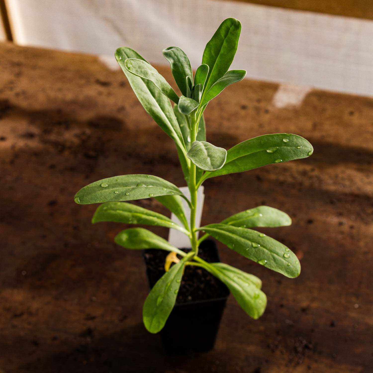 STOCK - Katz Apricot - PLANTS