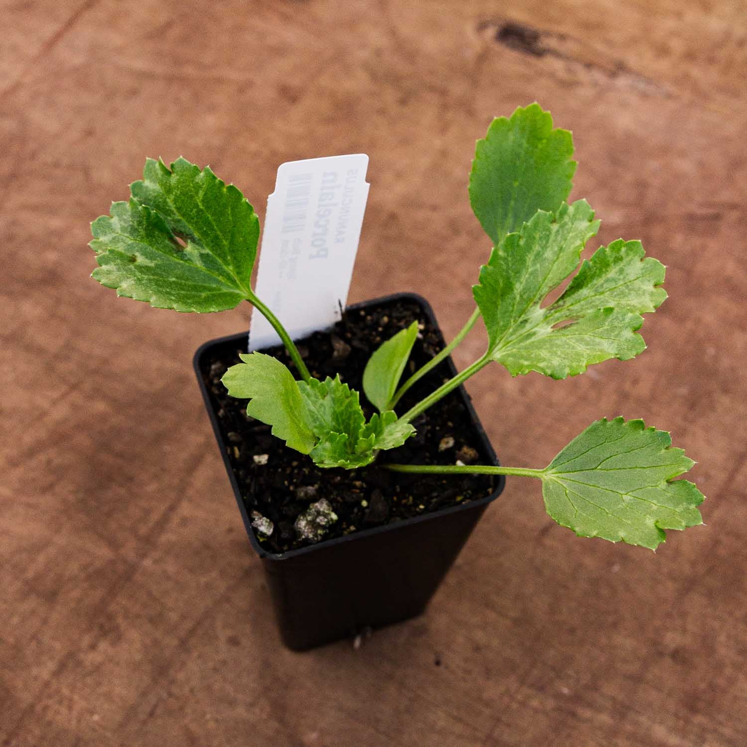 RANUNC - Pastello - PLANTS
