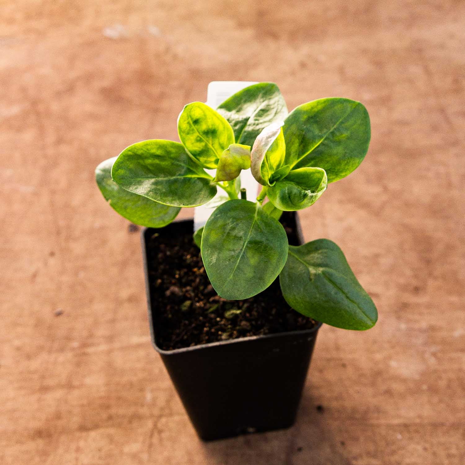 SNAPDRAGON - Avignon Apricot - PLANTS